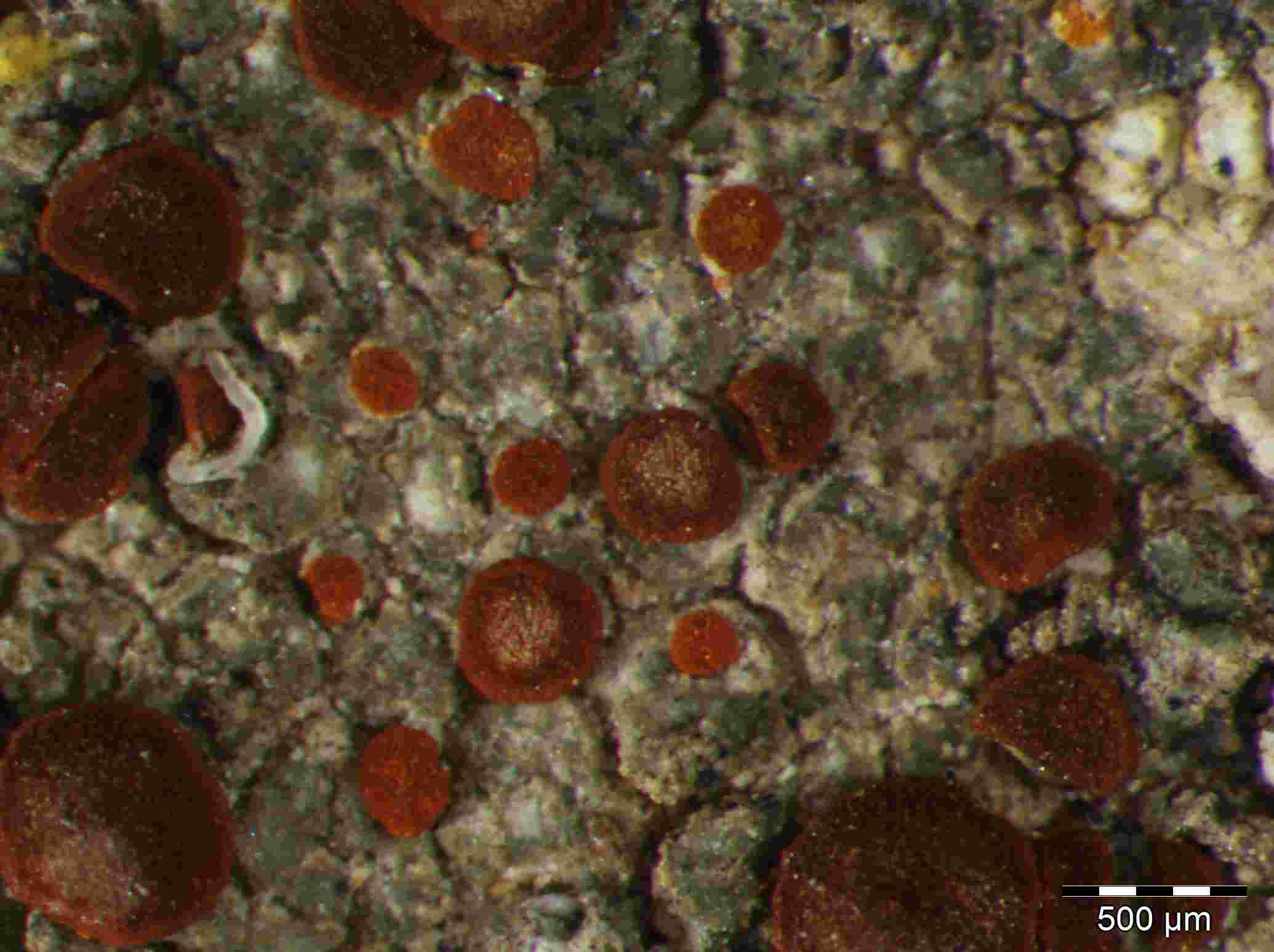 [Caloplaca neotaurica]