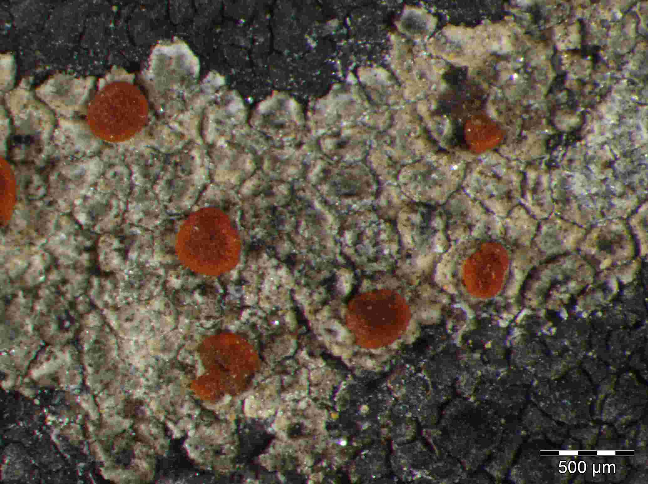 [Caloplaca neotaurica]