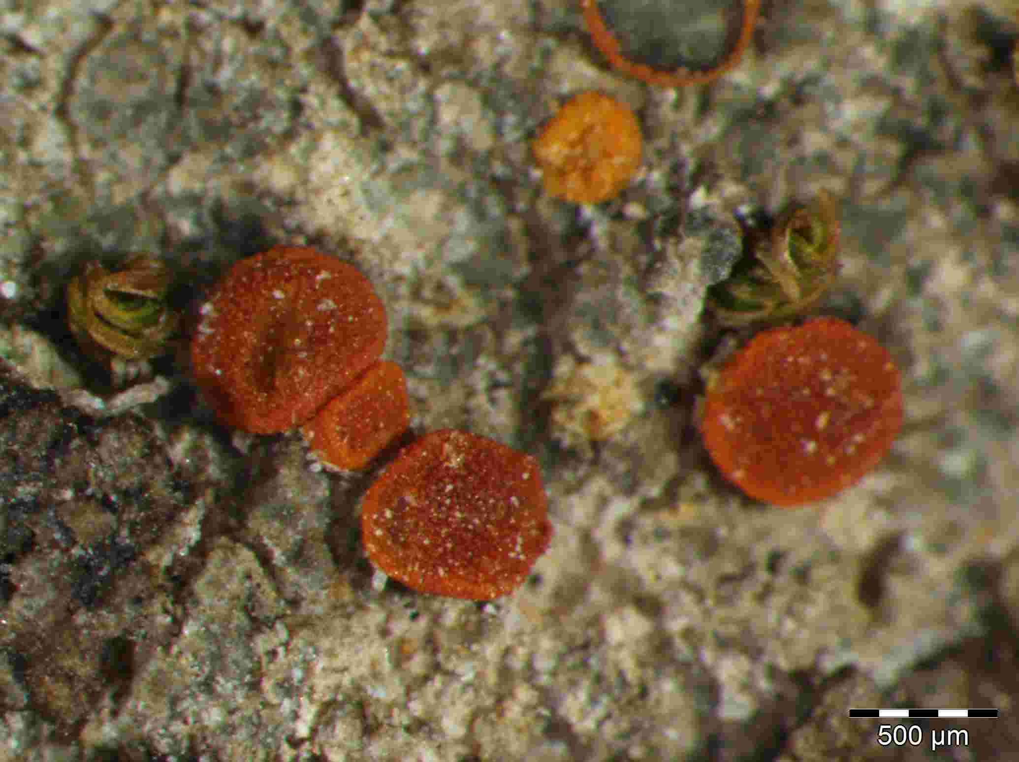 [Caloplaca neotaurica]