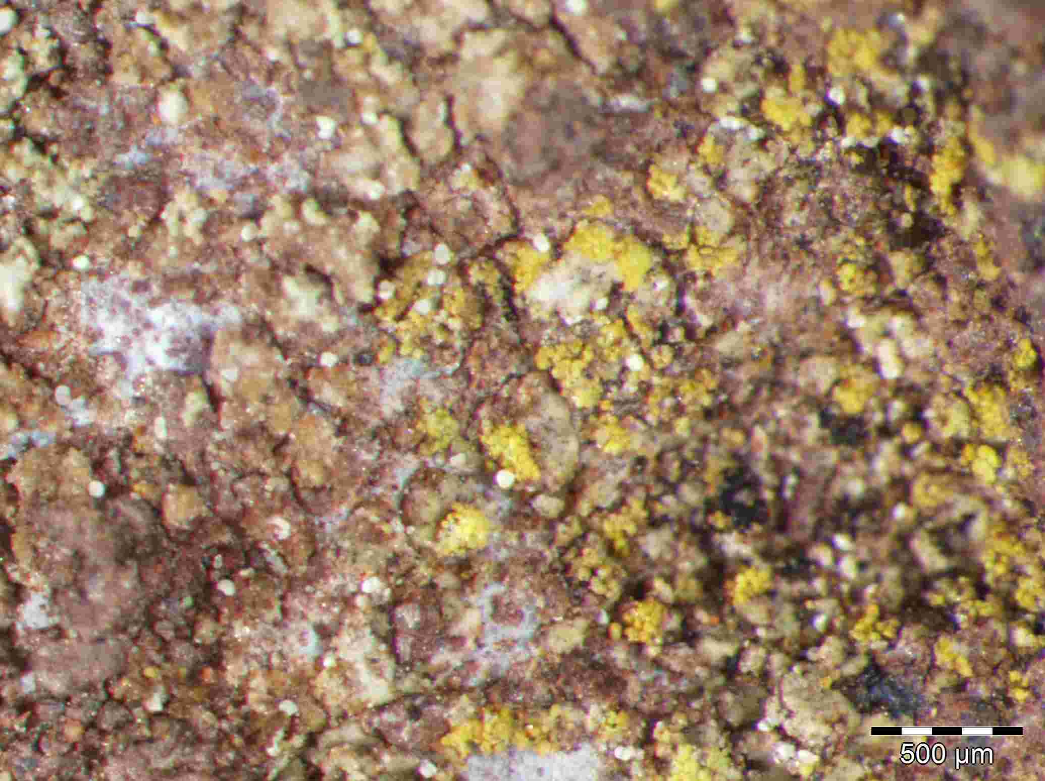 [Caloplaca dichroa]