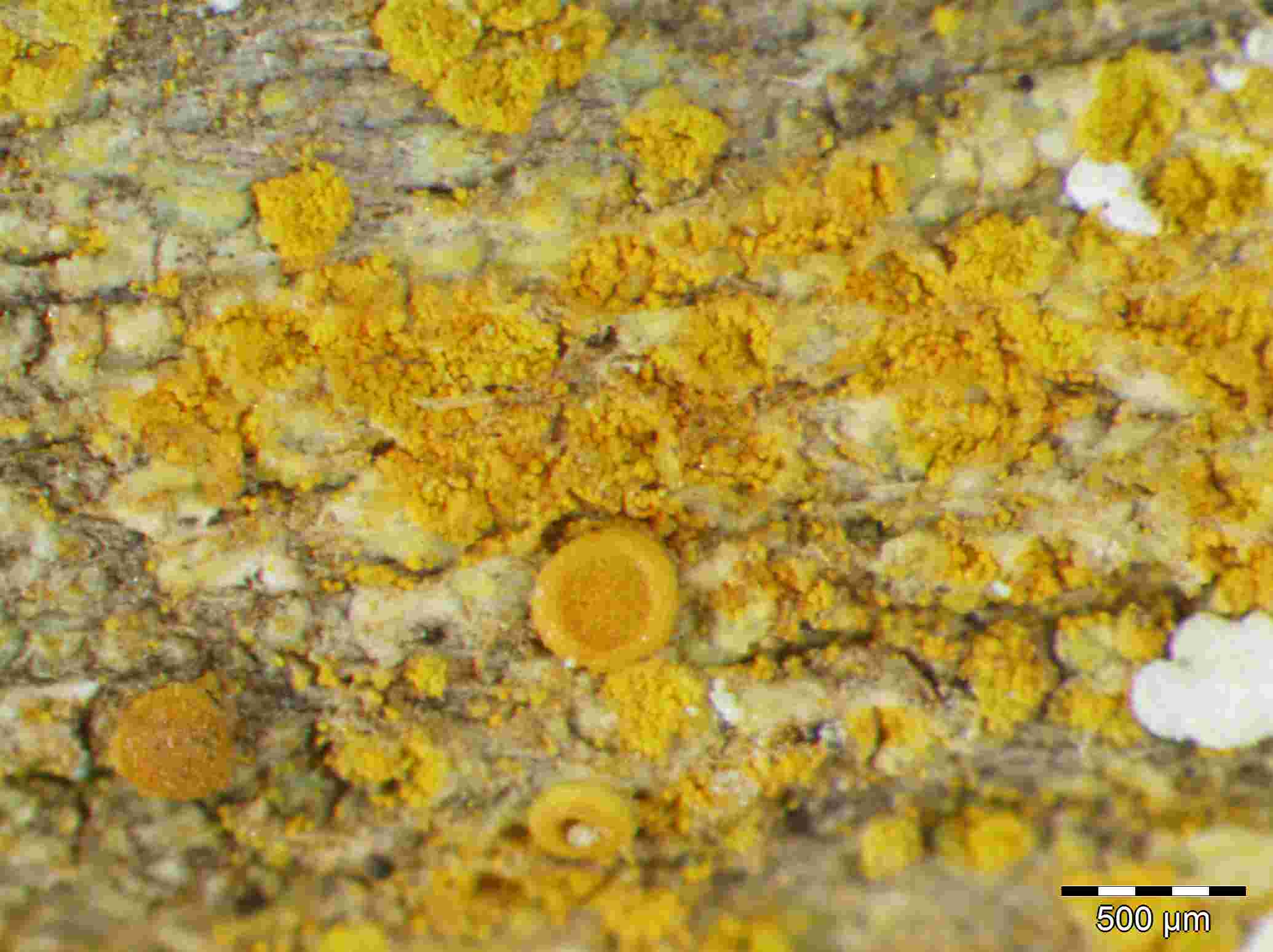 [Caloplaca sorediella]