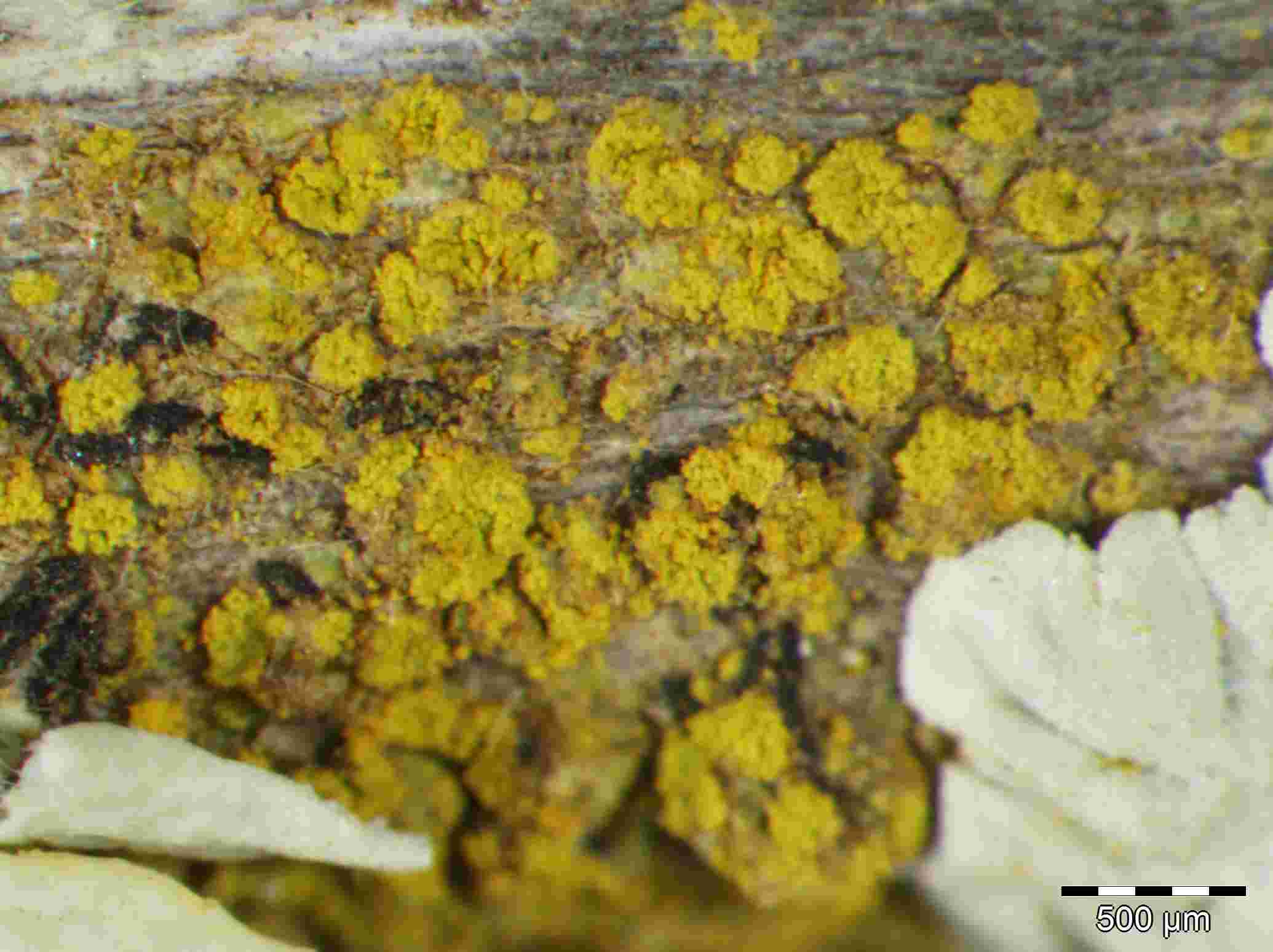 [Caloplaca sorediella]