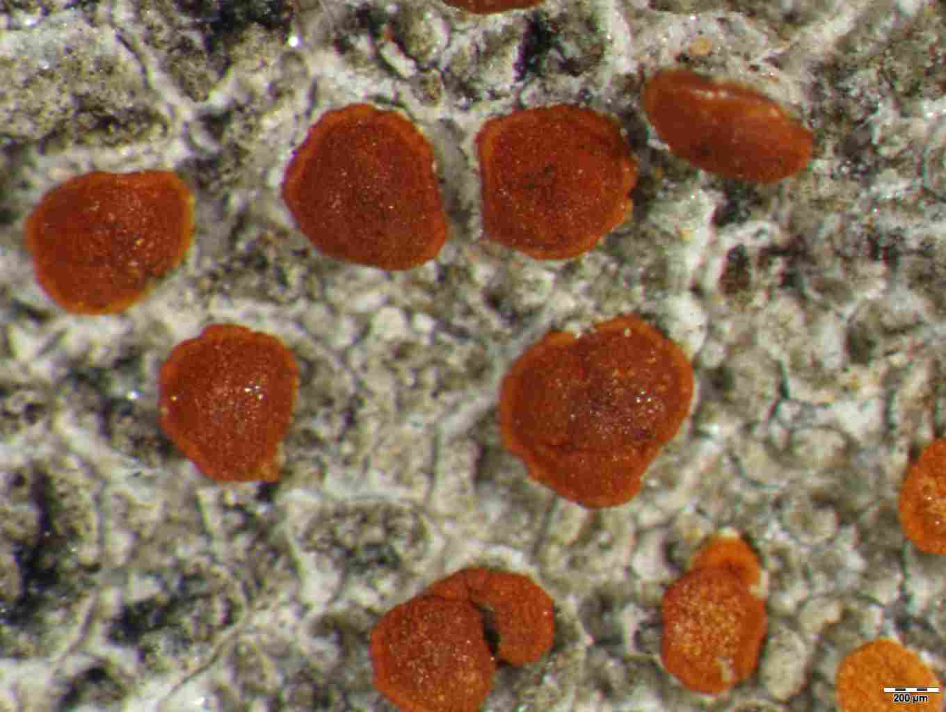 [Caloplaca sp.]