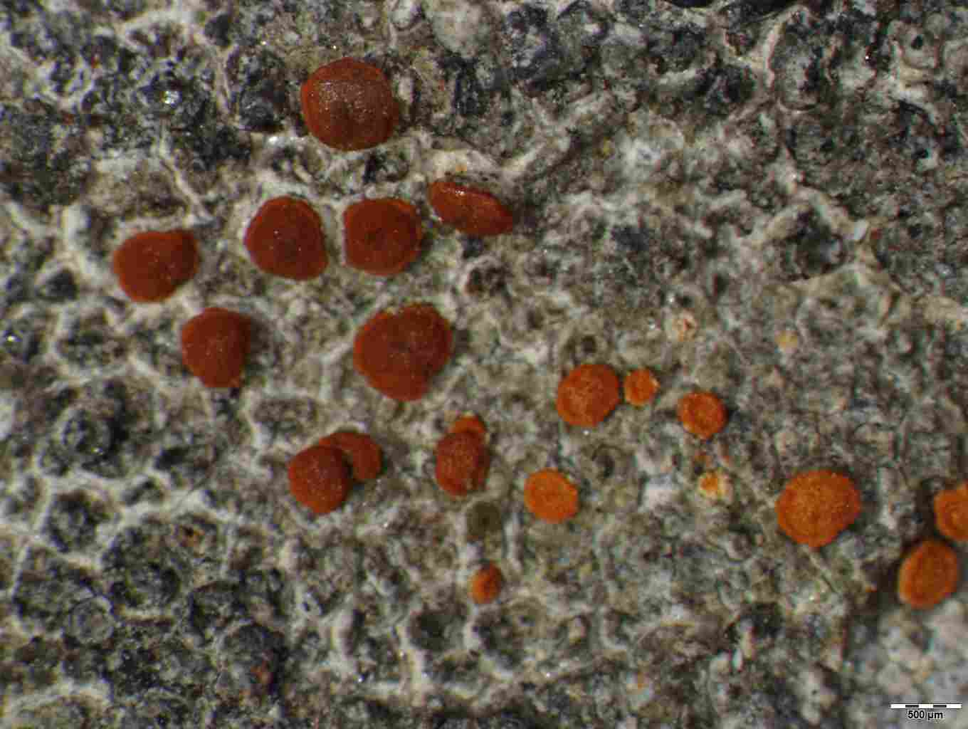 [Caloplaca sp.]