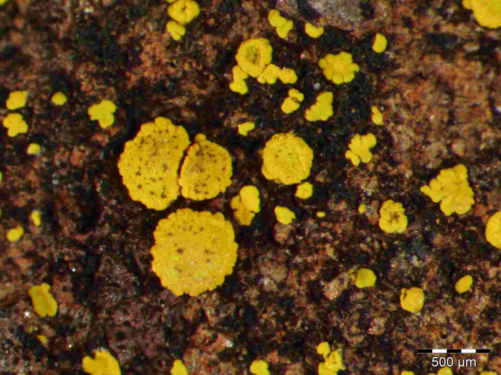[Candelariella vitellina]