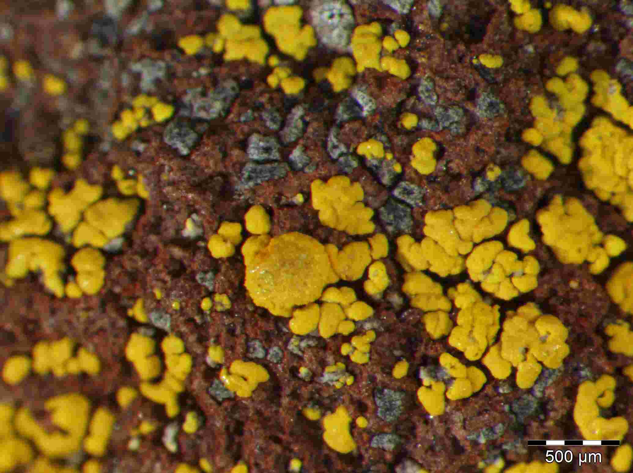 [Candelariella vitellina]