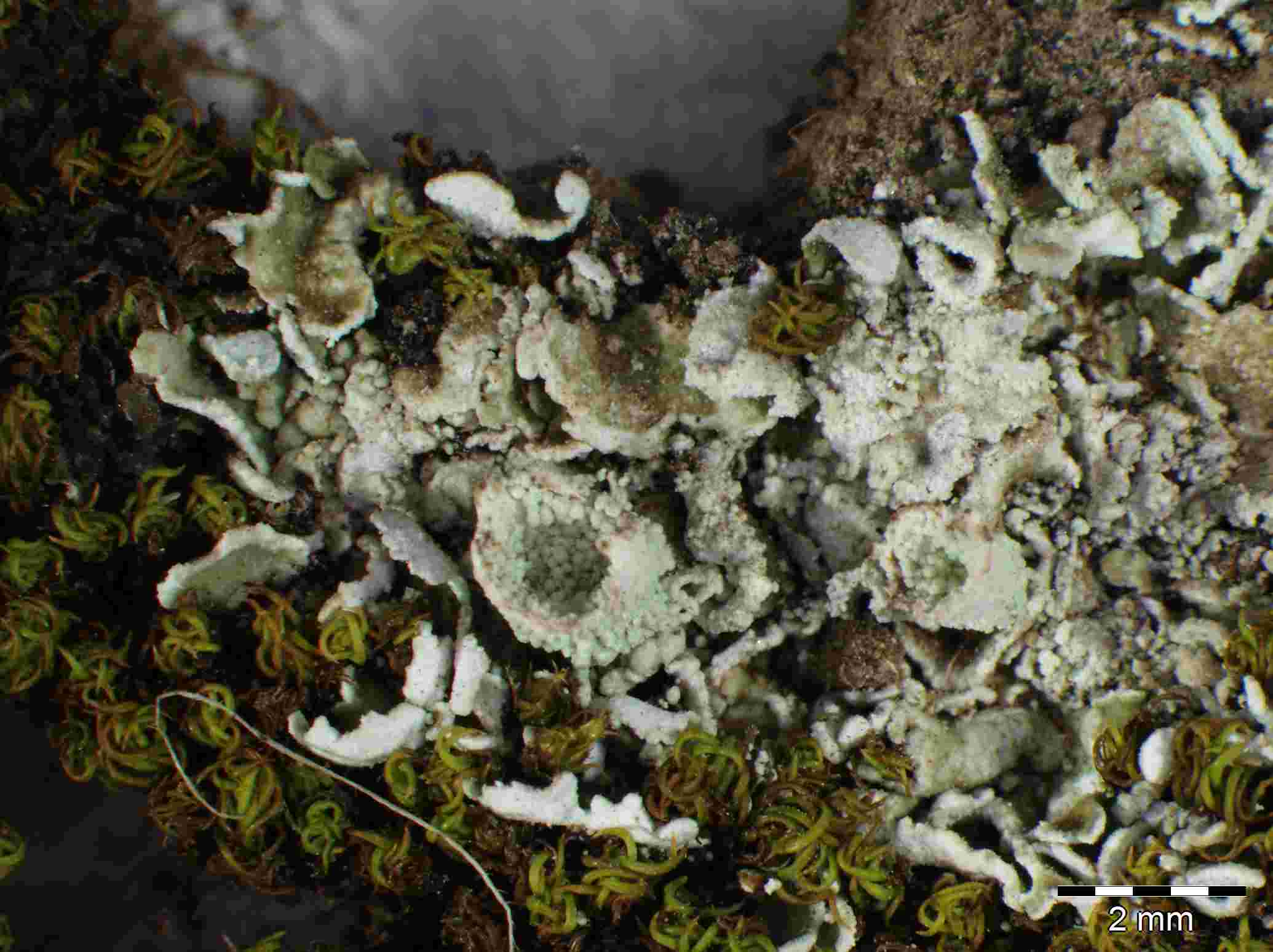 [Cladonia dimorpha]