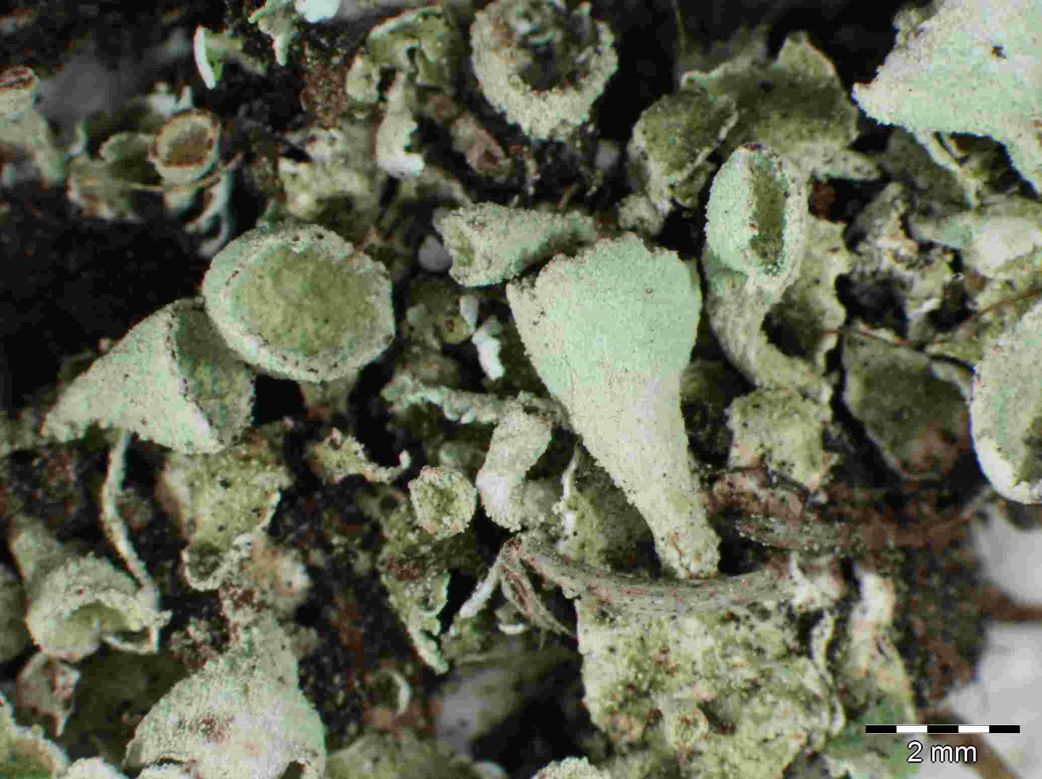 [Cladonia humilis]