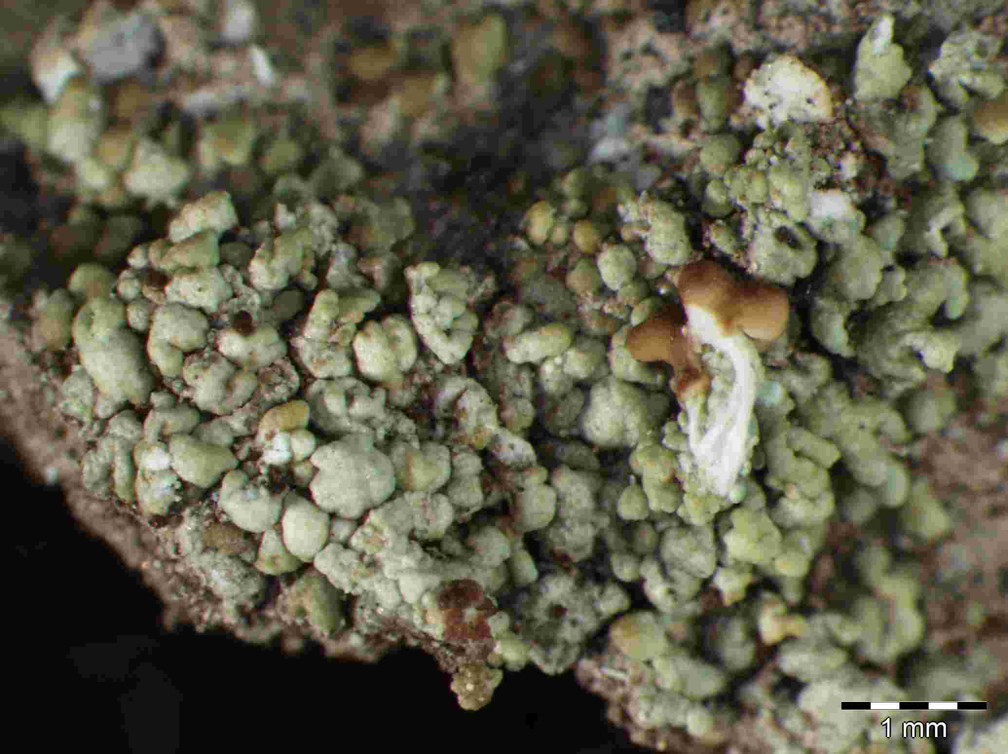 [Cladonia peziziformis]
