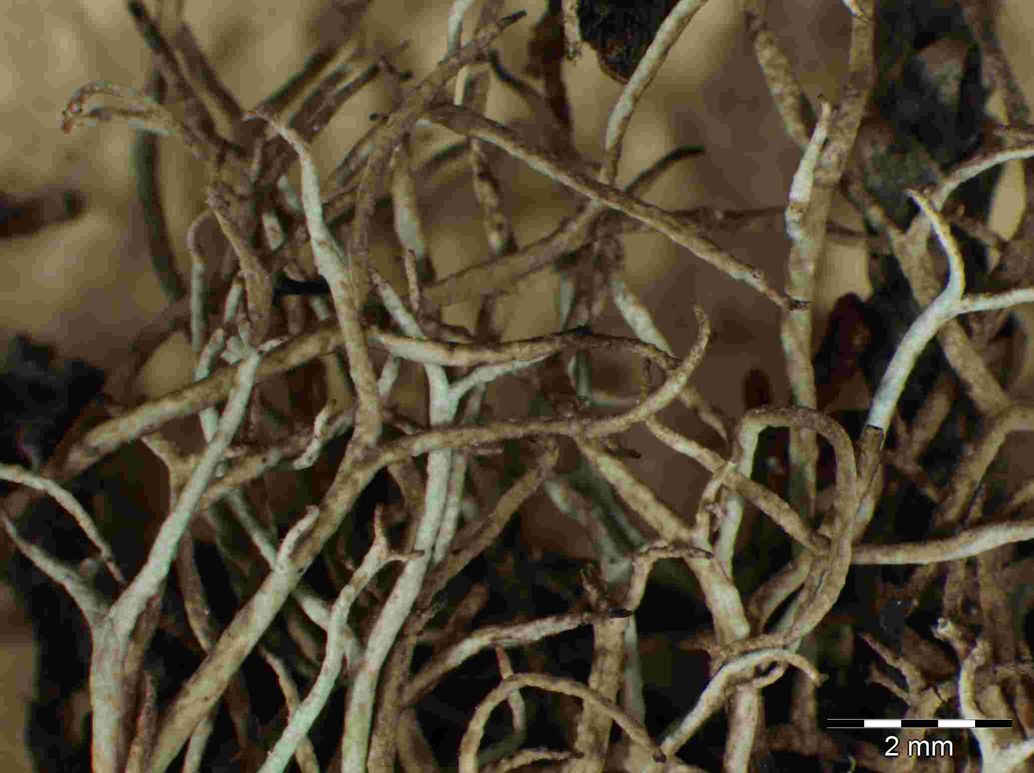 [Cladonia stereoclada]