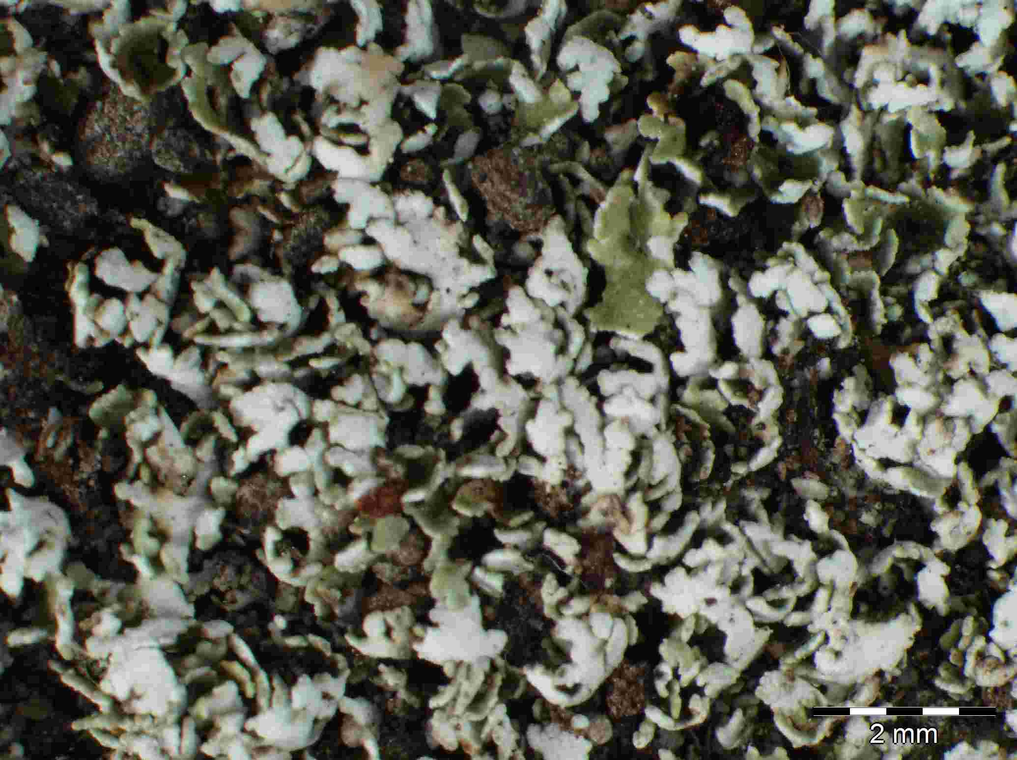 [Cladonia microphylla]