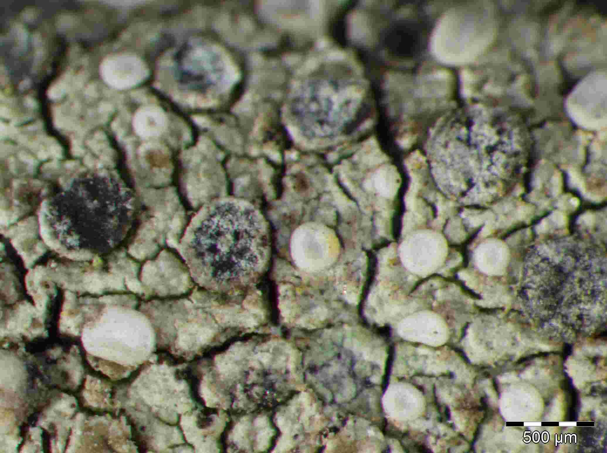 [Cliostomum griffithii]