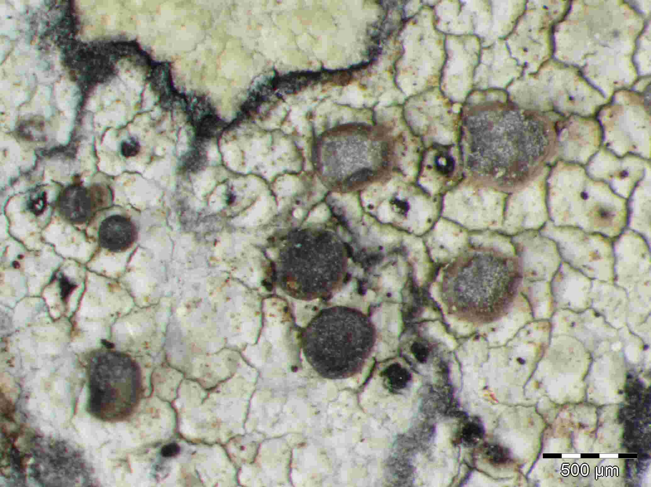 [Cliostomum griffithii]