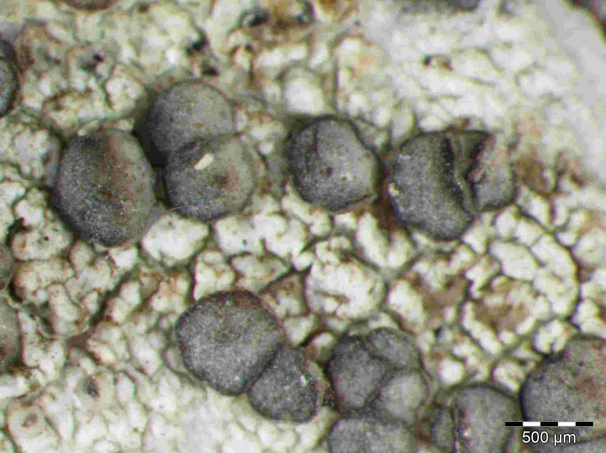 [Cliostomum griffithii]