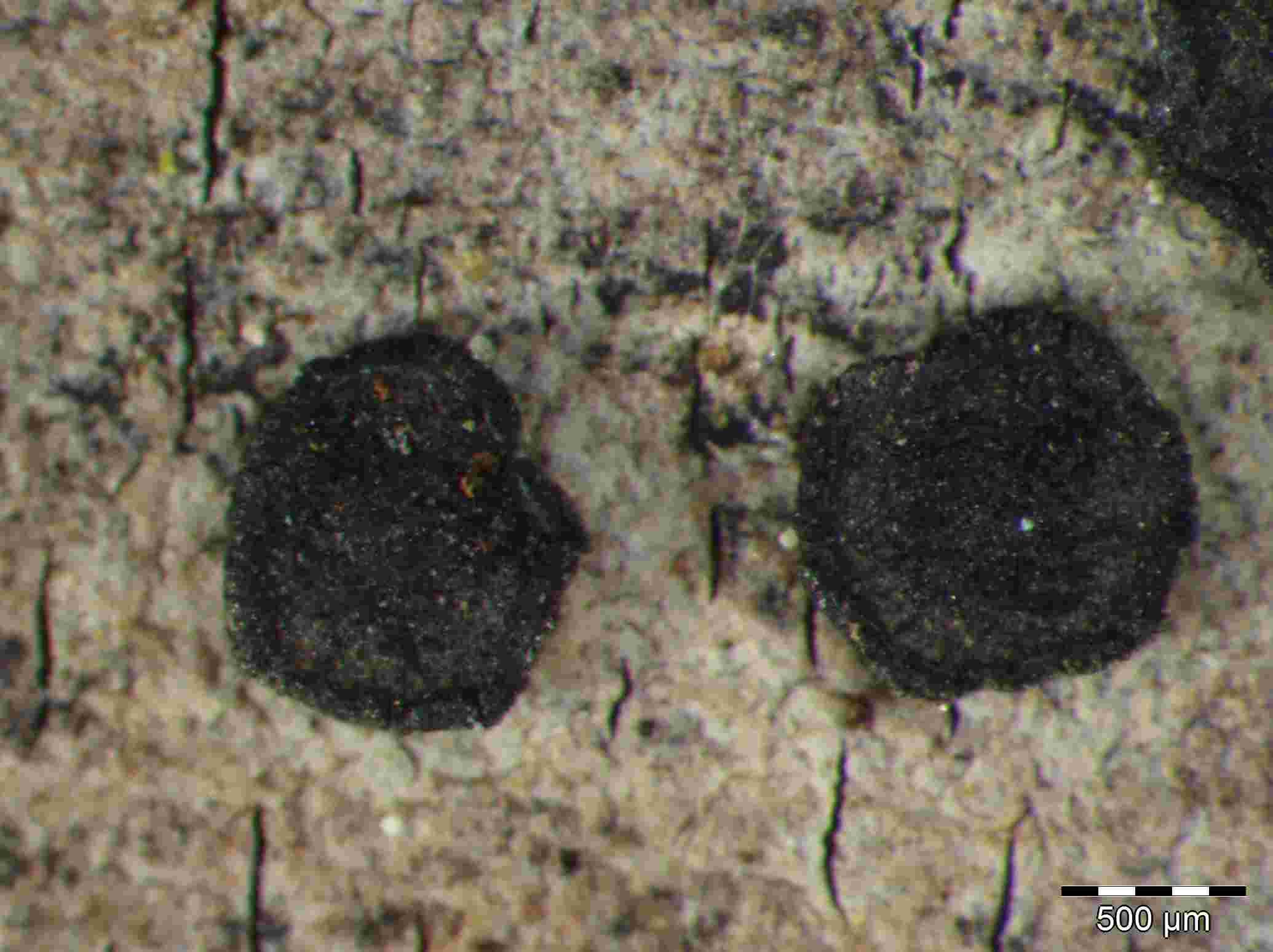 [Cresponea premnea]