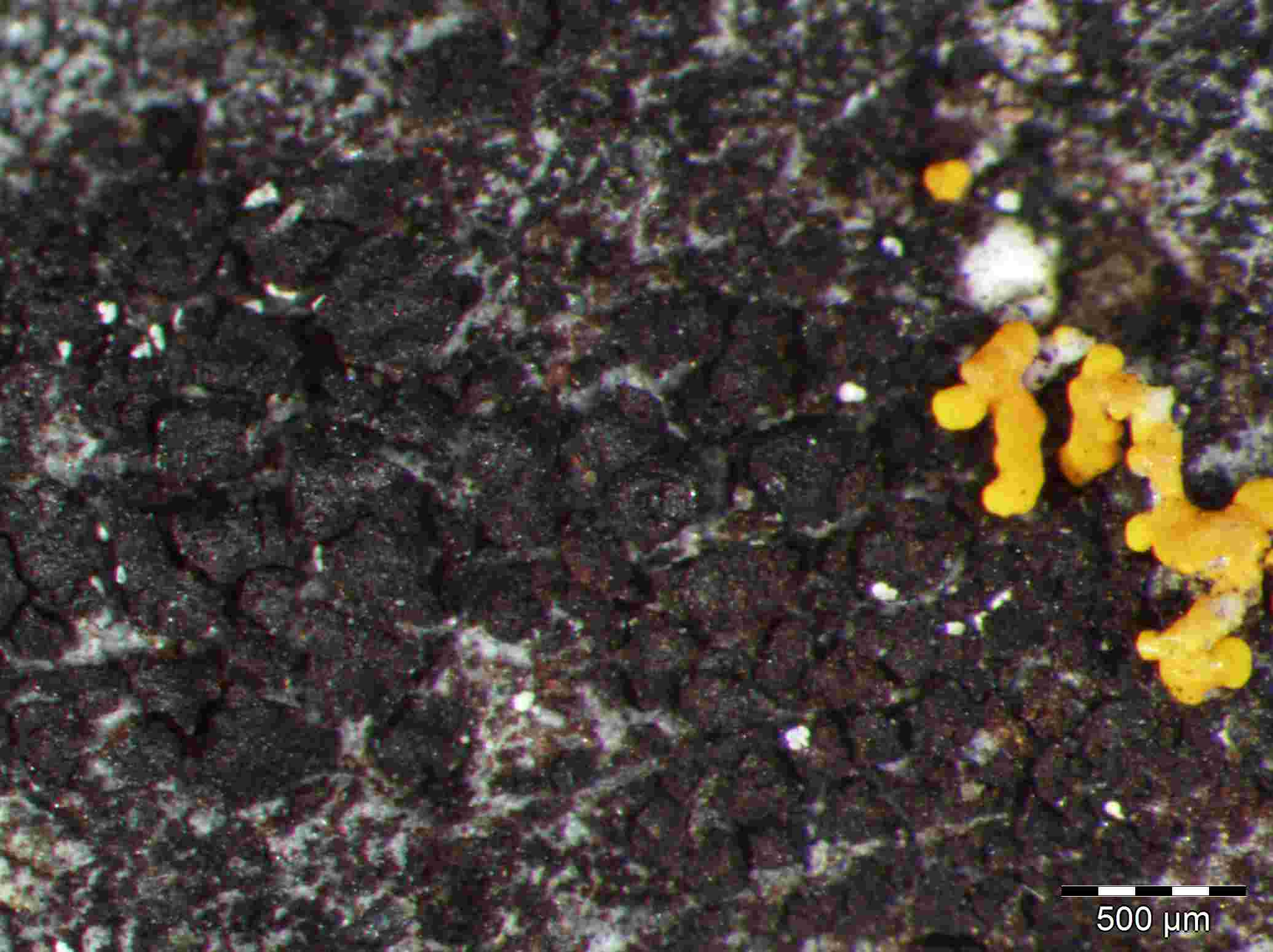 [Cryptothele ?]