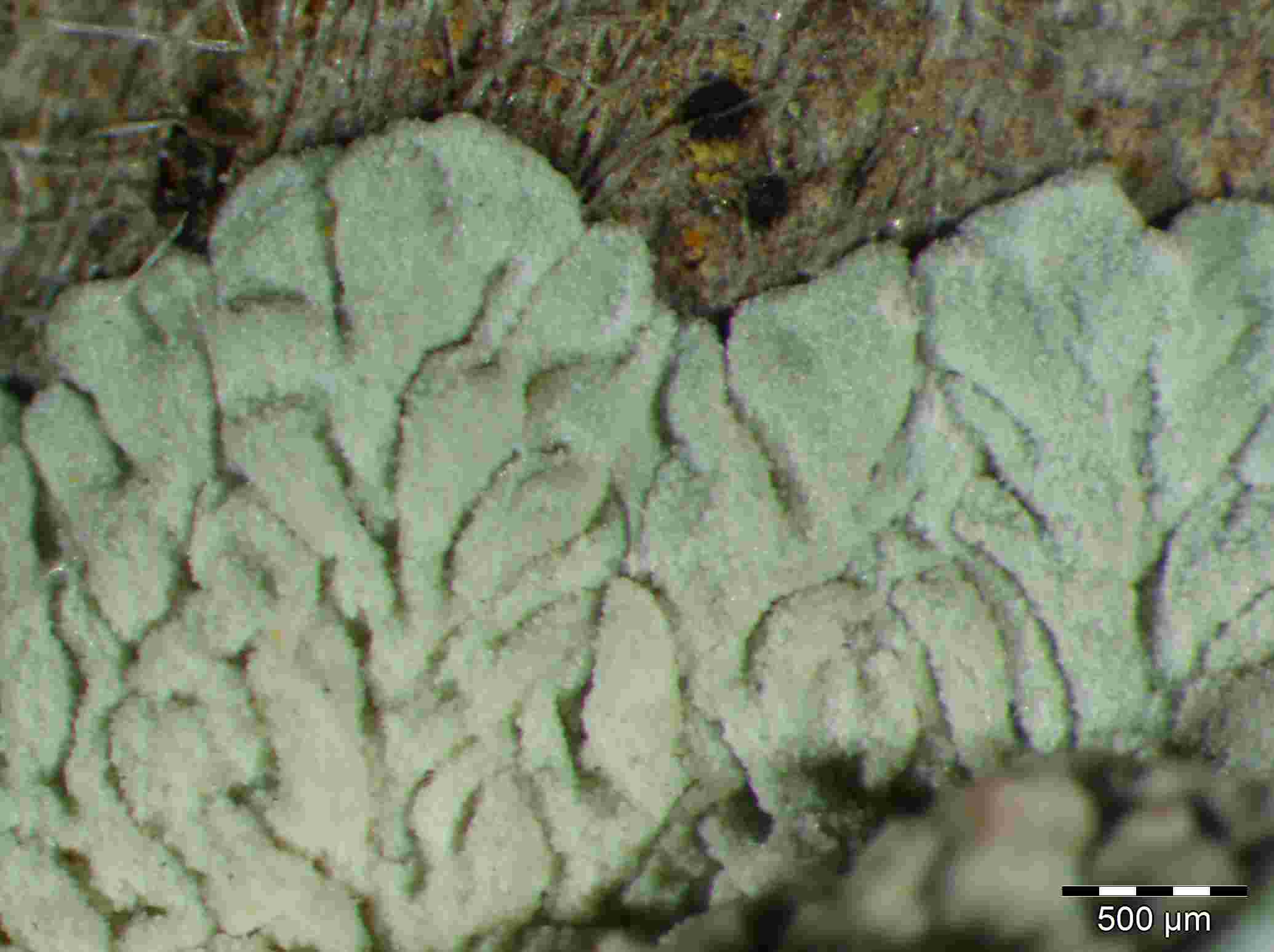 [Diploicia canescens]