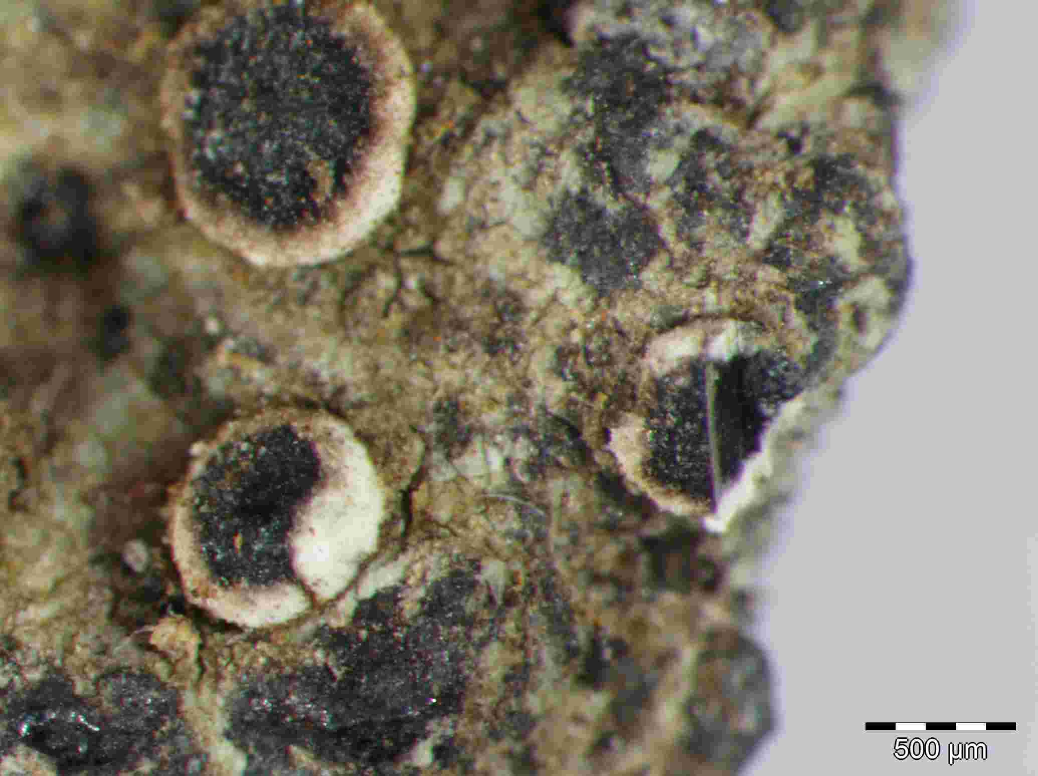 [Dirina paradoxa]