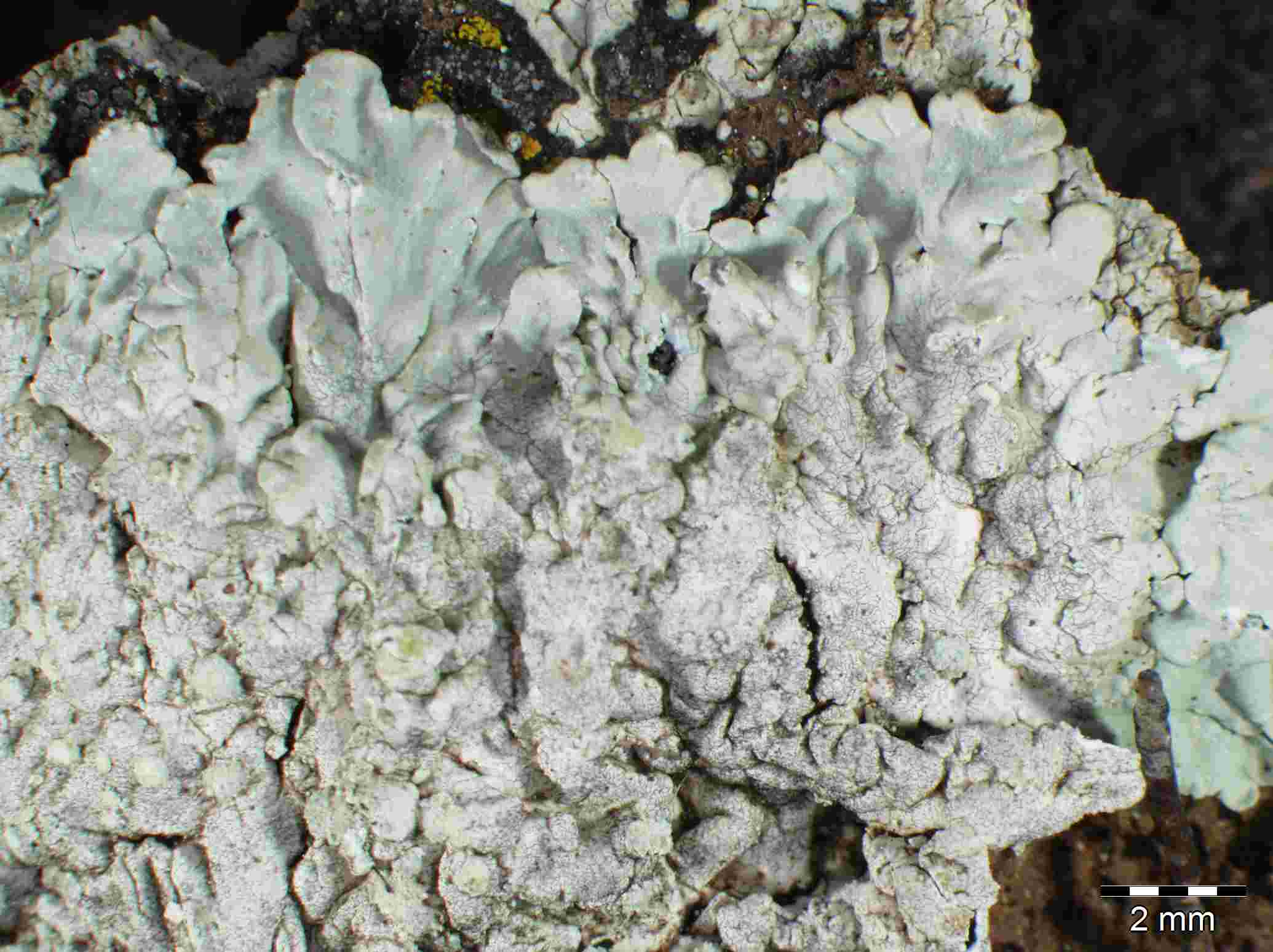 [Dirinaria applanata]