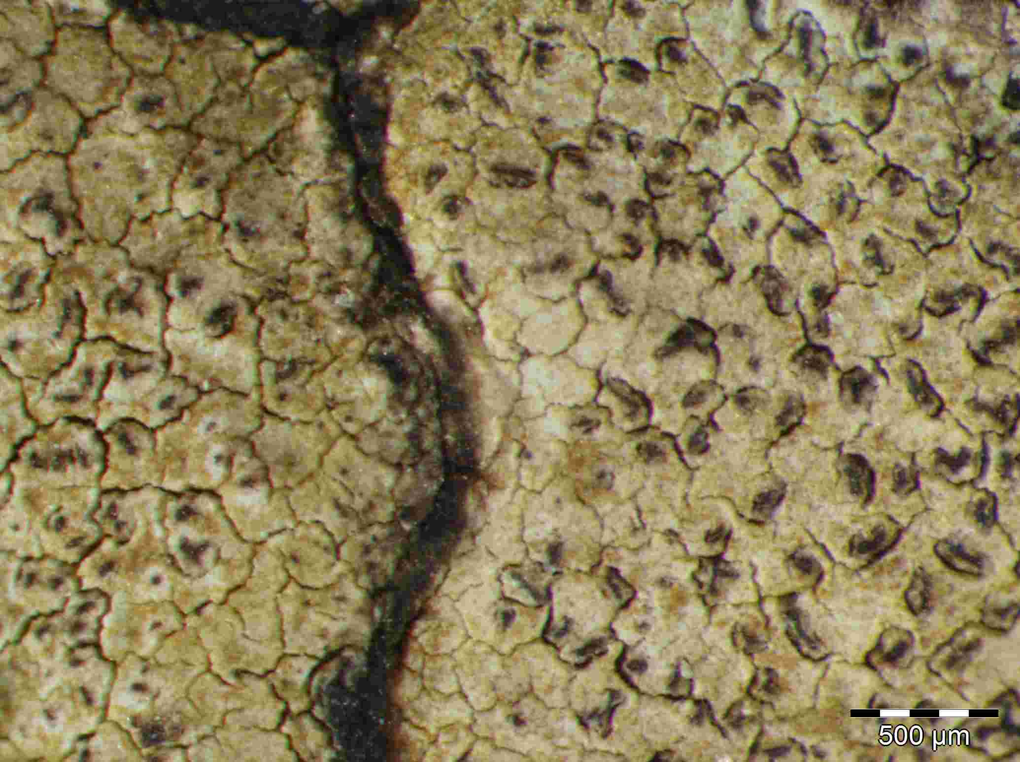 [Enterographa hutchinsiae]