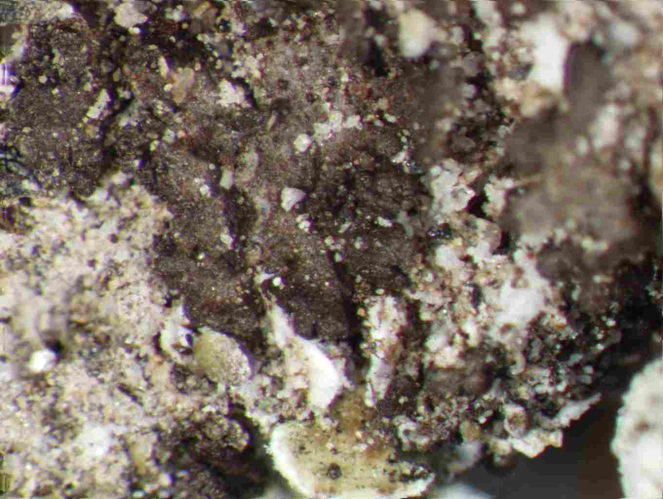 [Epigloea sp.?]