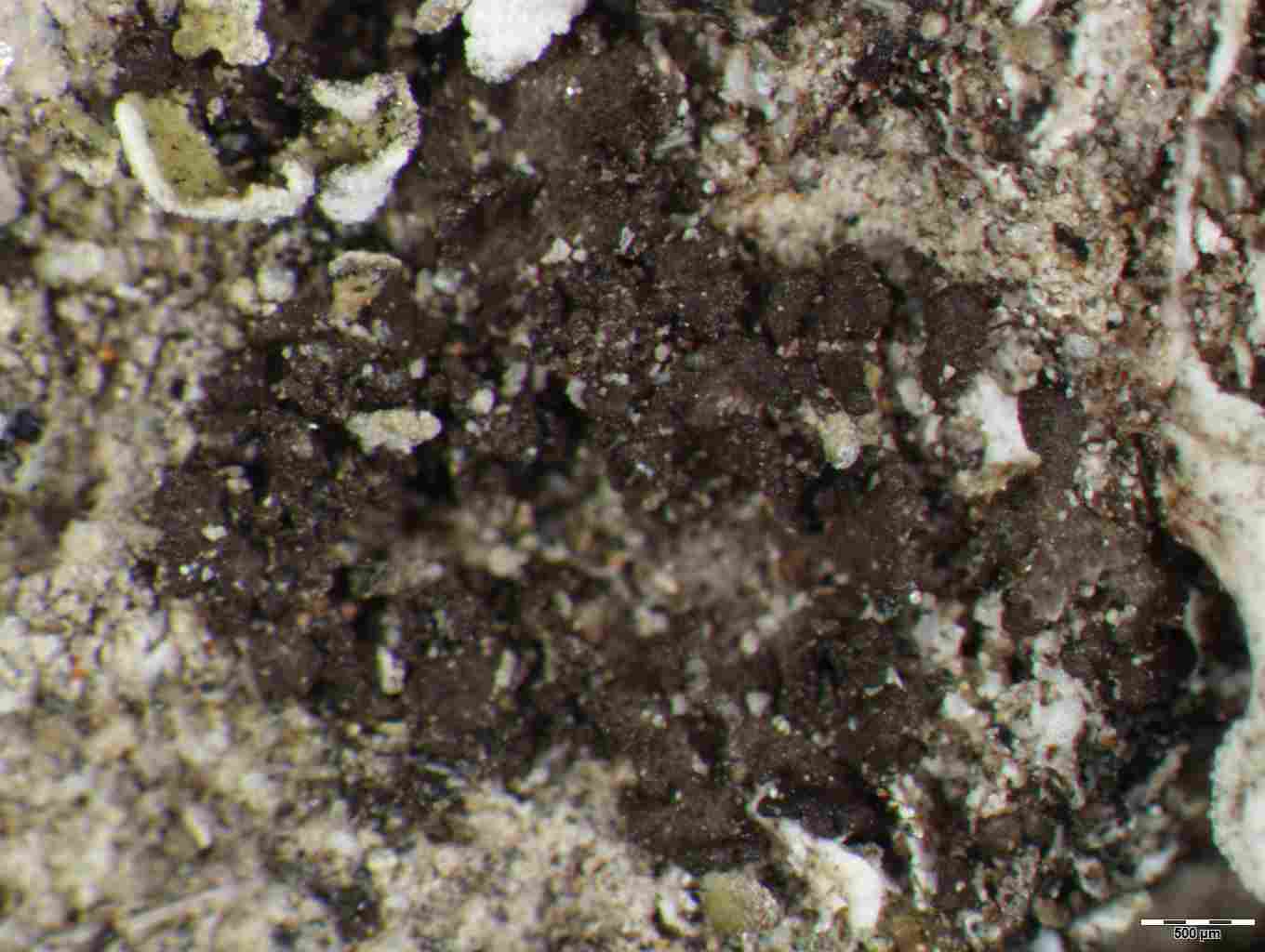 [Epigloea sp.?]