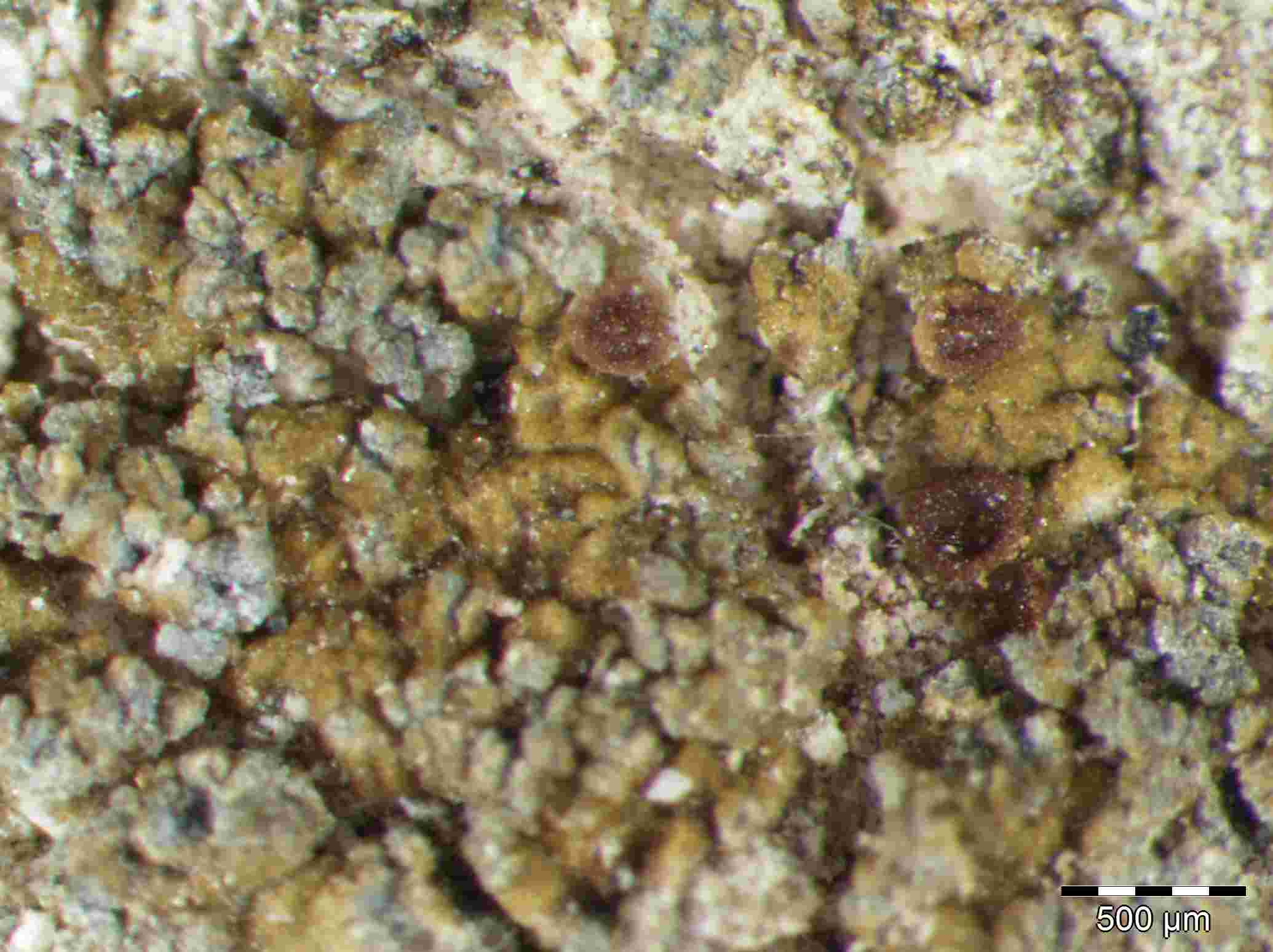 [Epiphloea terrena]