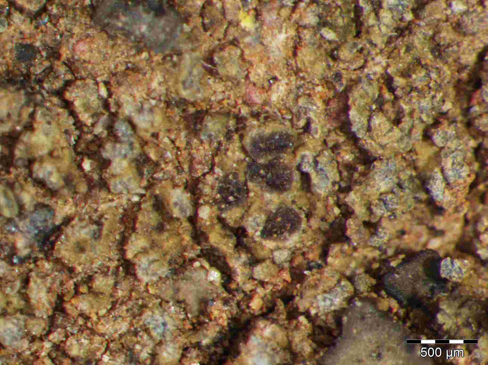 [Epiphloea terrena]