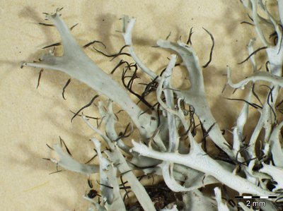 [Heterodermia leucomelos]