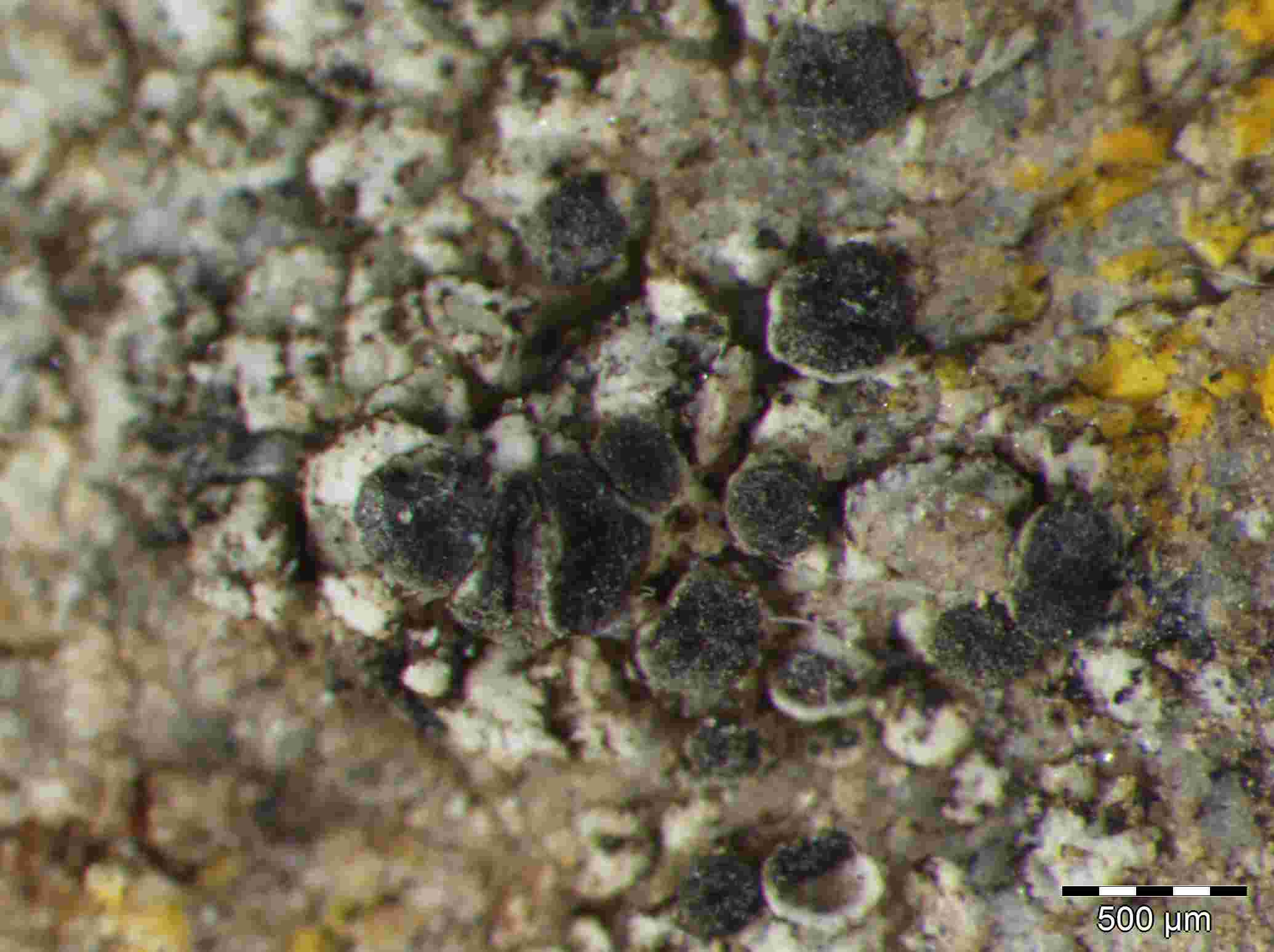 [Lecania nigra]