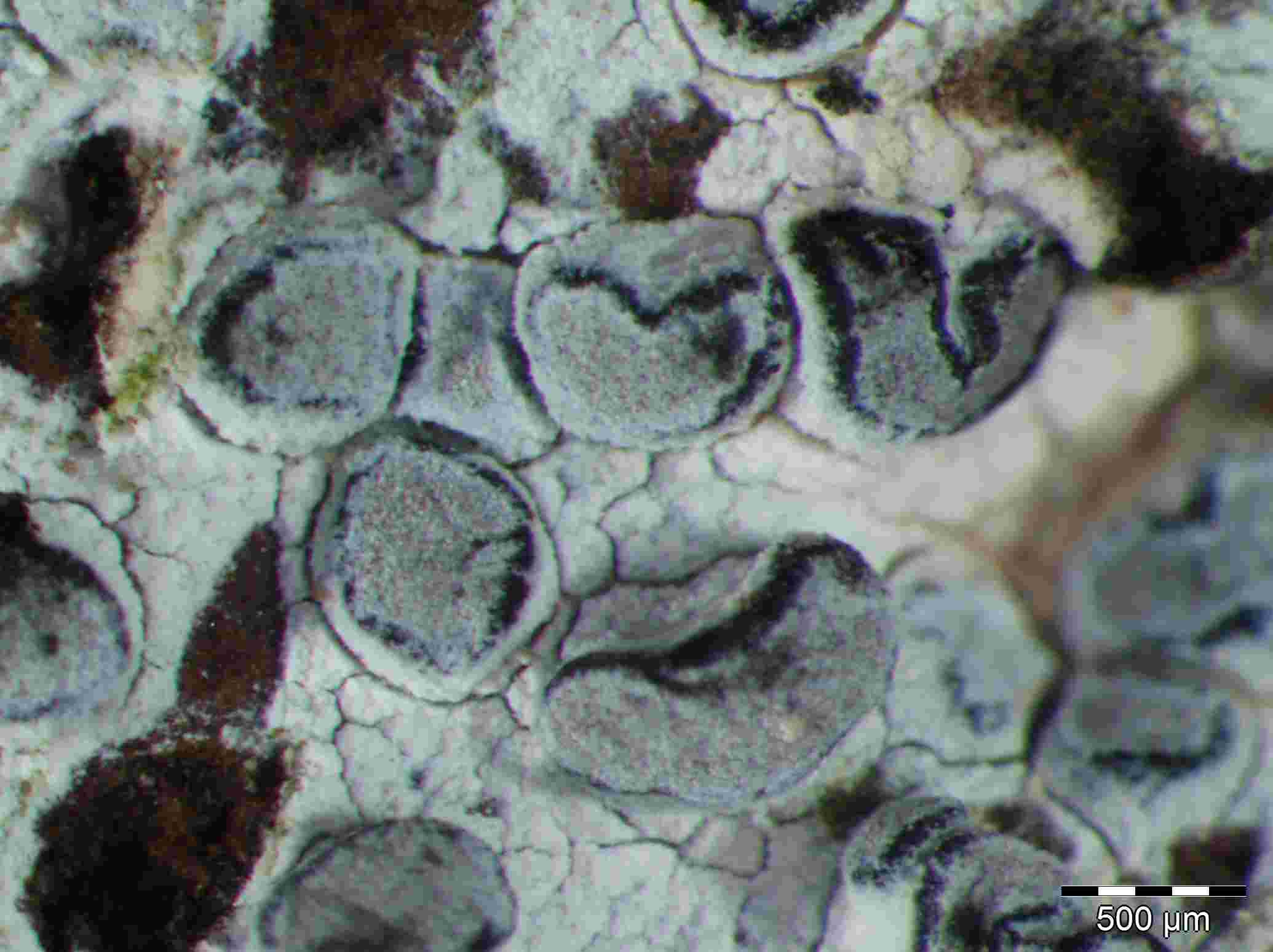 [Lecanographa dialeuca]