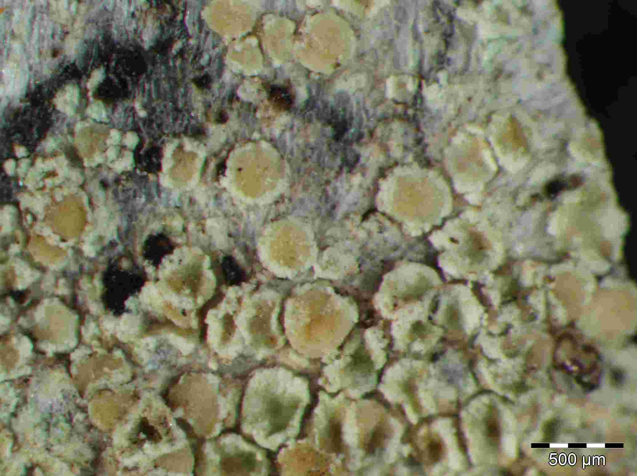 [Lecanora confusa]