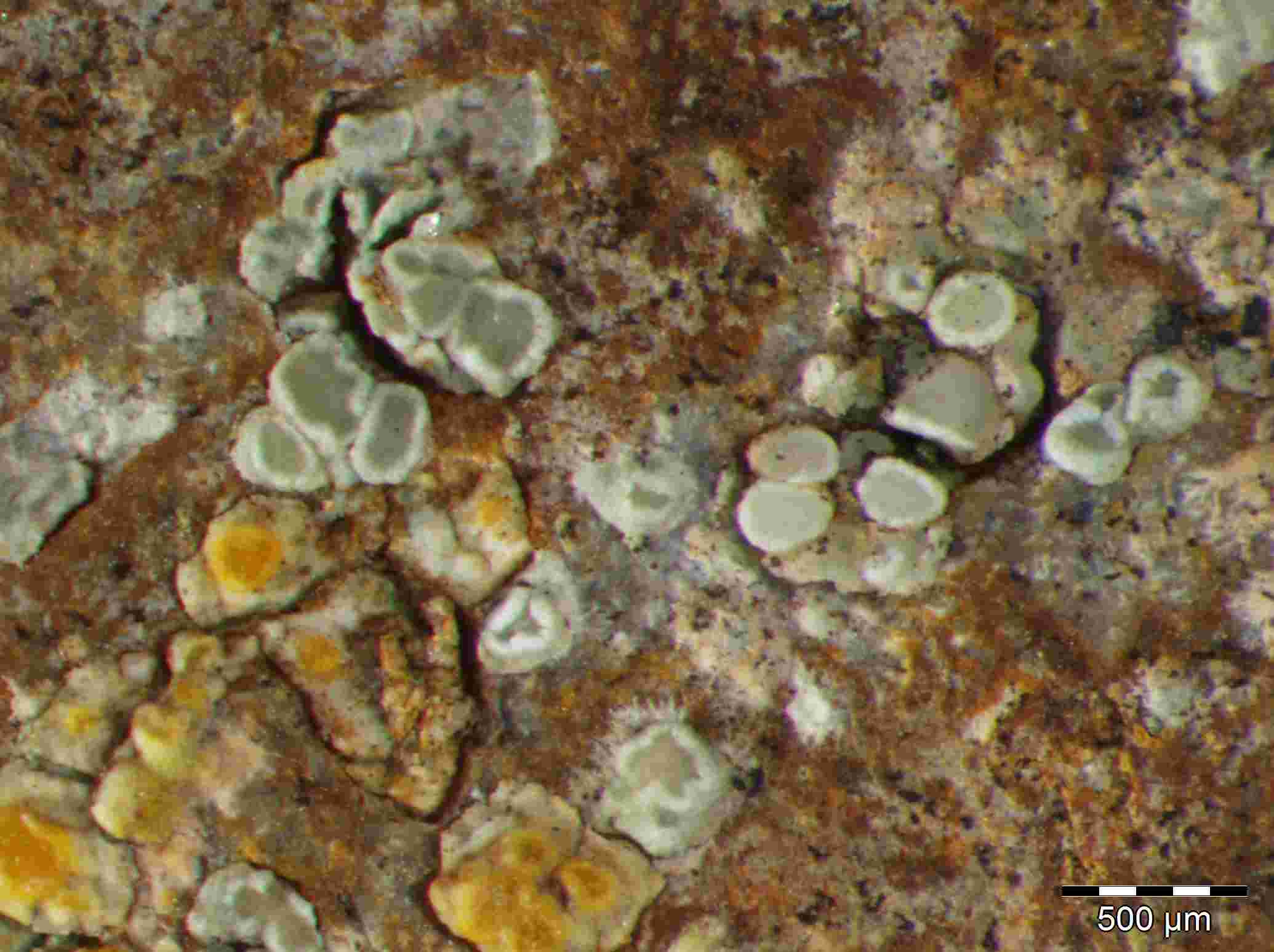 [Lecanora dispersa]