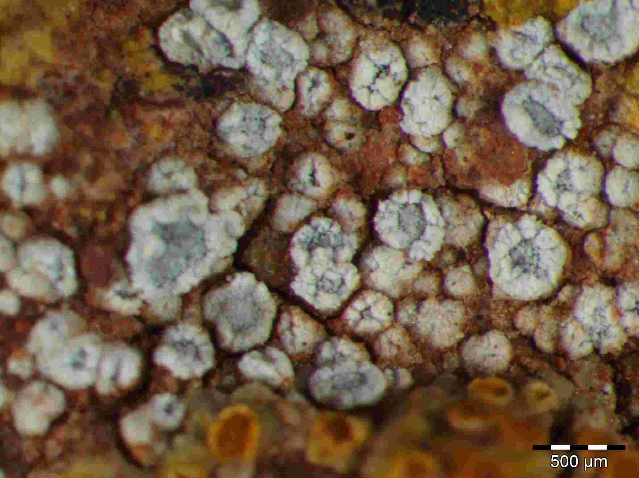 [Lecanora dispersa]
