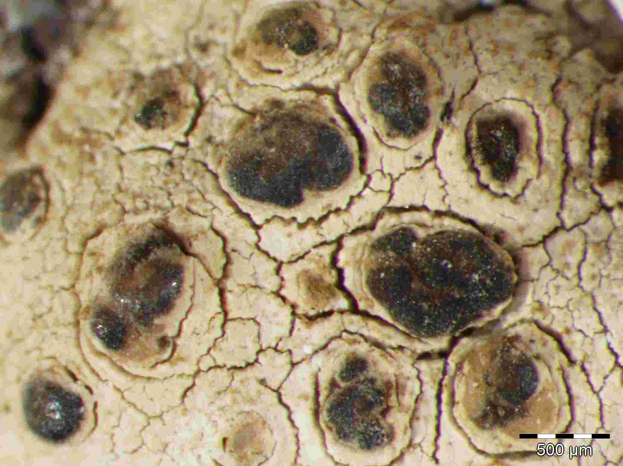 [Lecanora praepostera]