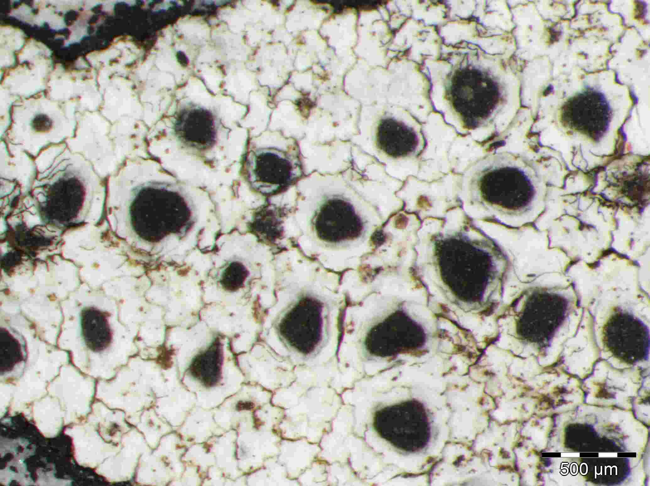 [Lecanora praepostera]