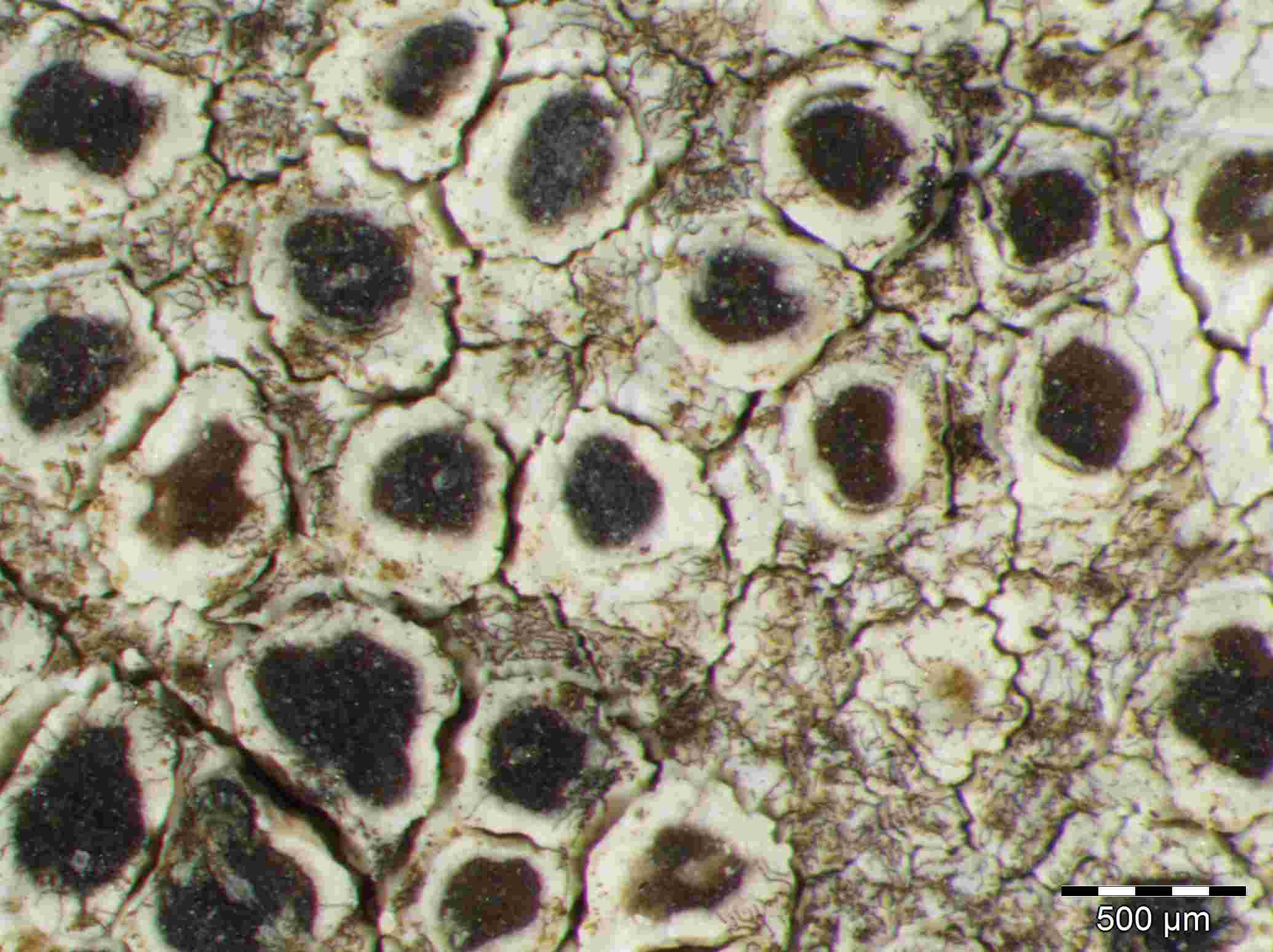 [Lecanora praepostera]