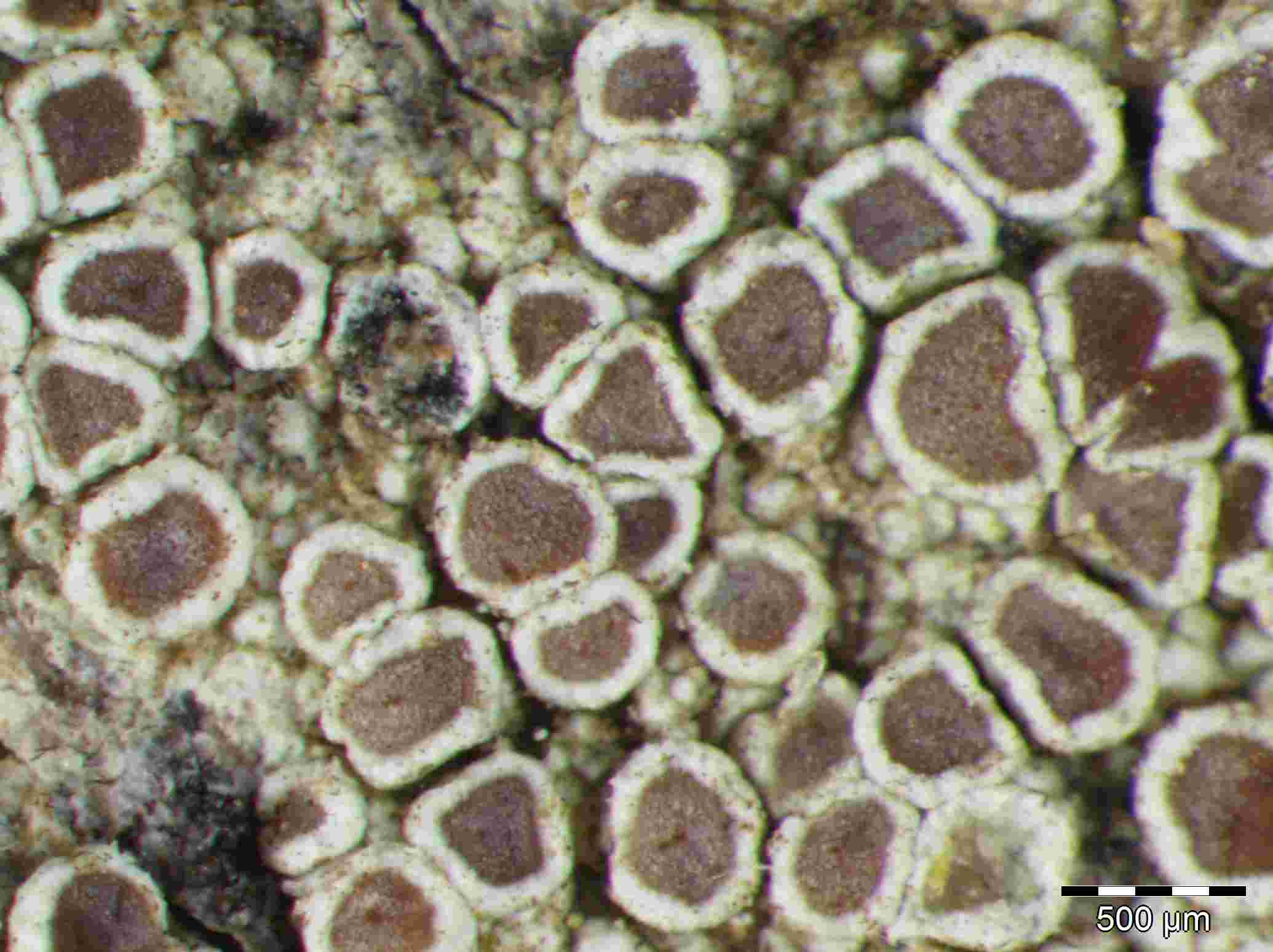 [Lecanora hybocarpa]