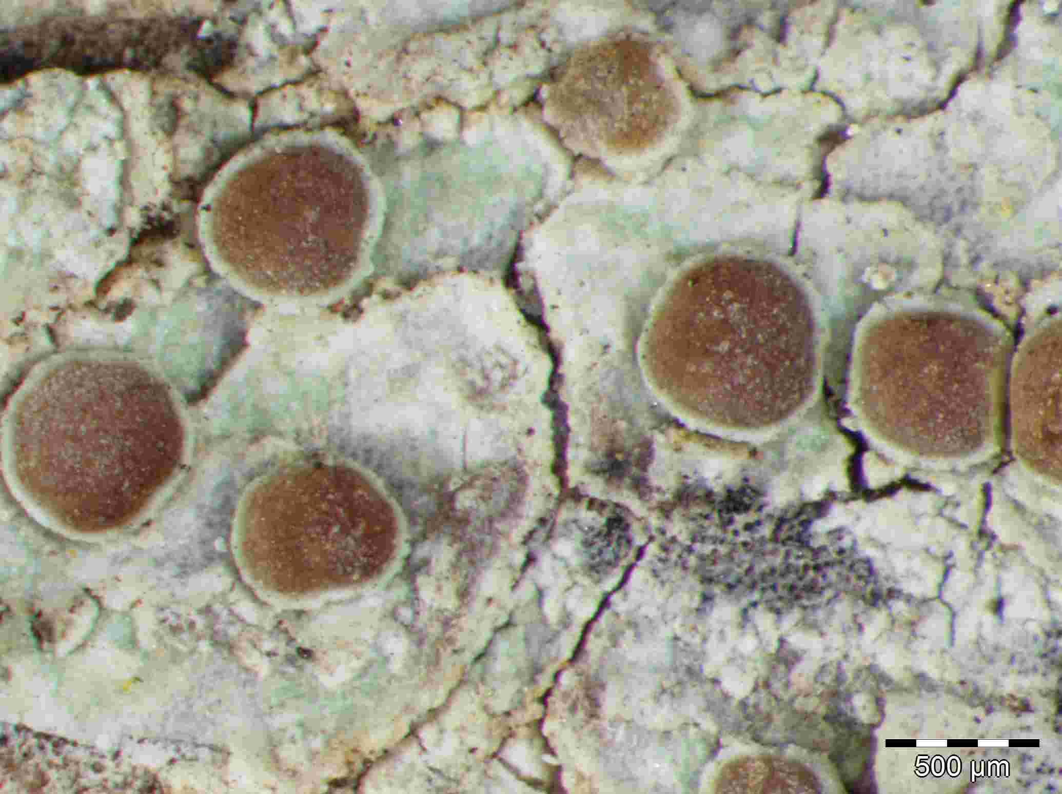 [Lecanora hybocarpa]