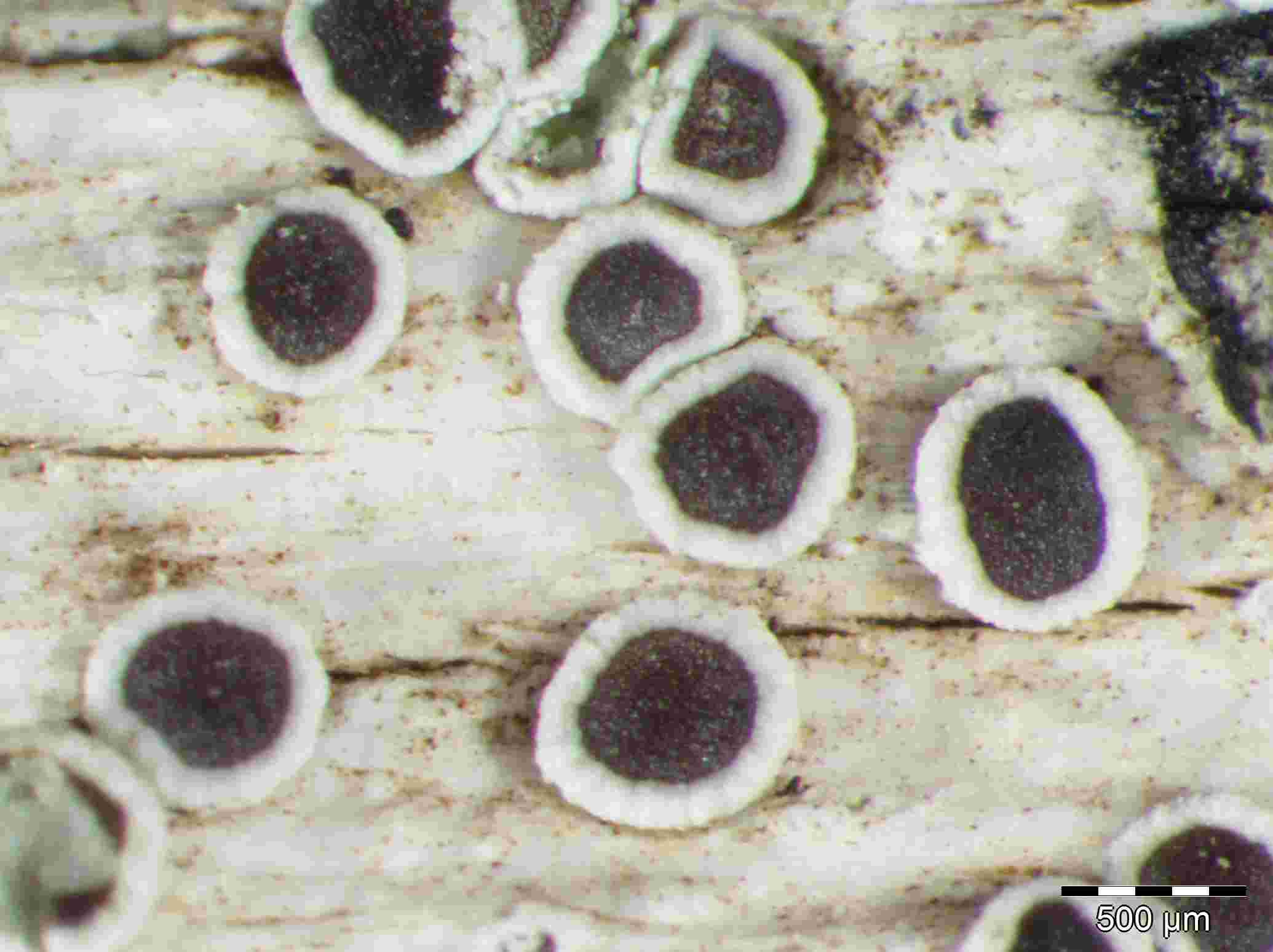 [Lecanora hybocarpa]