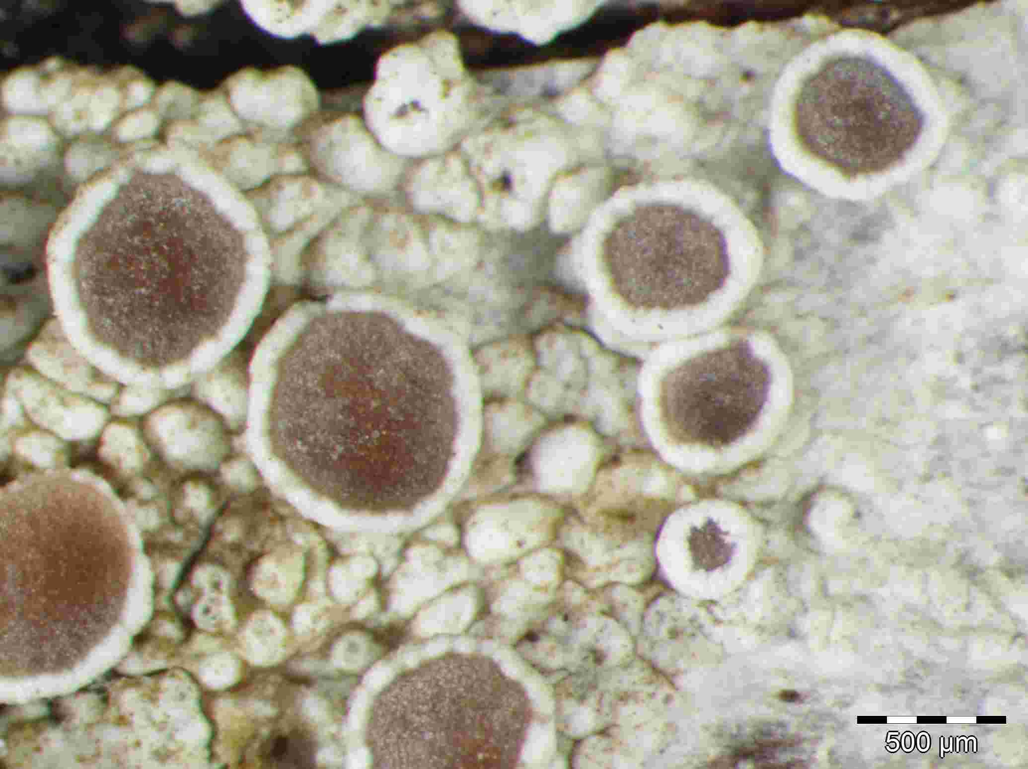 [Lecanora hybocarpa]
