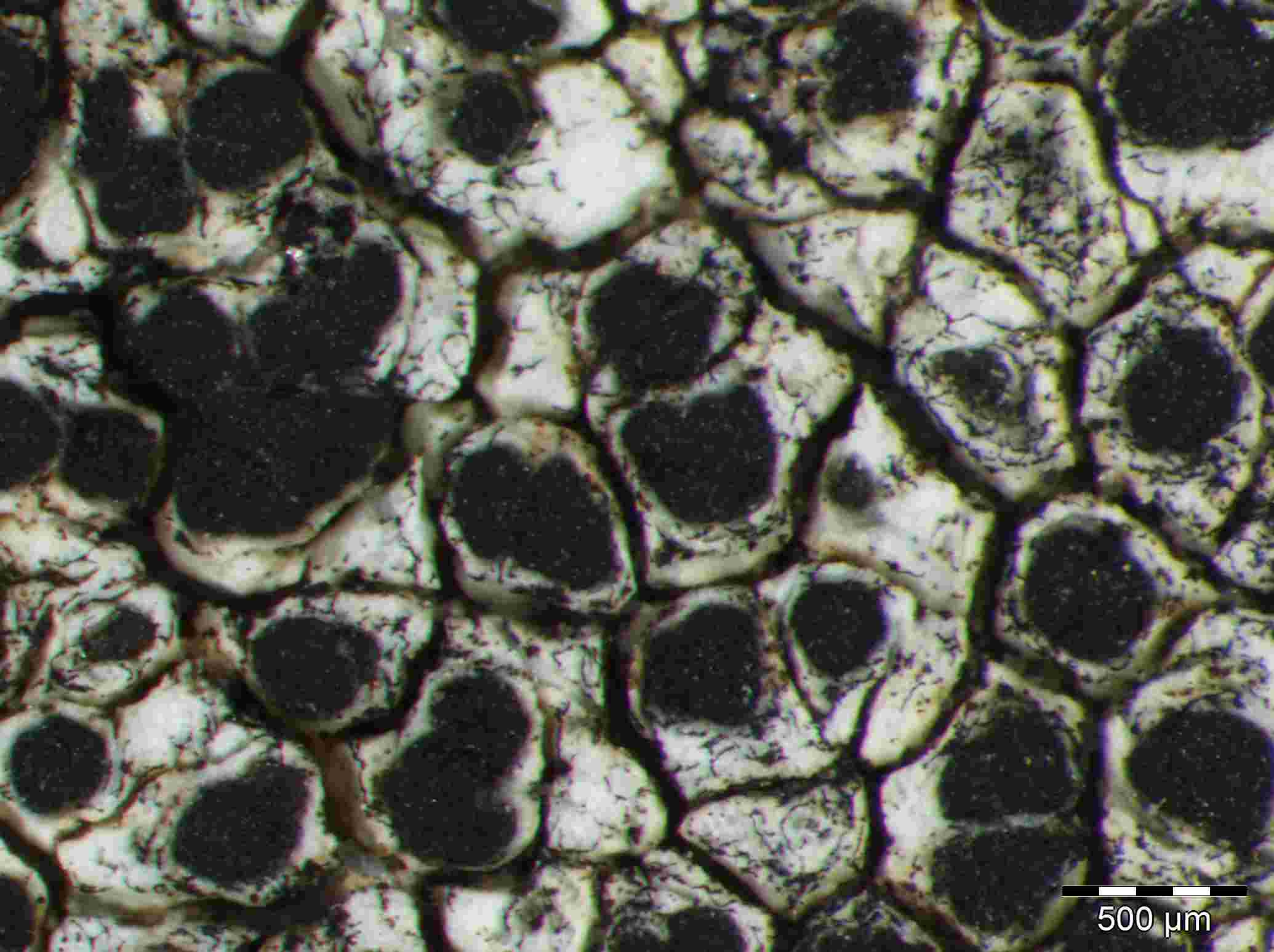 [Lecanora oreinoides]