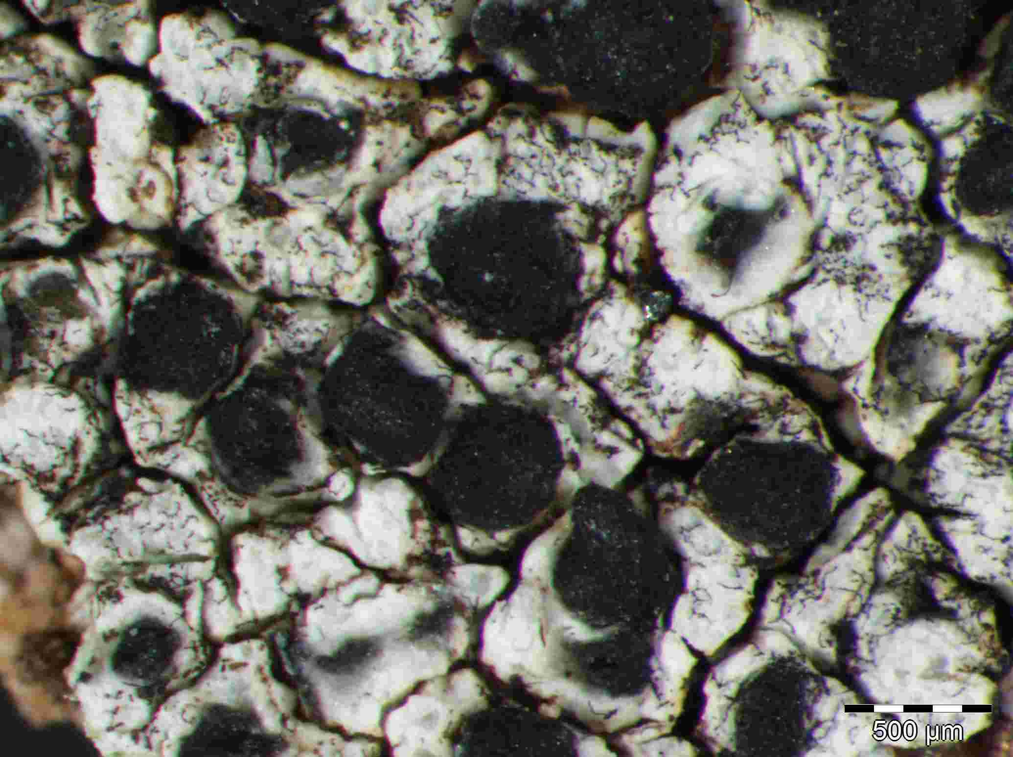 [Lecanora oreinoides]