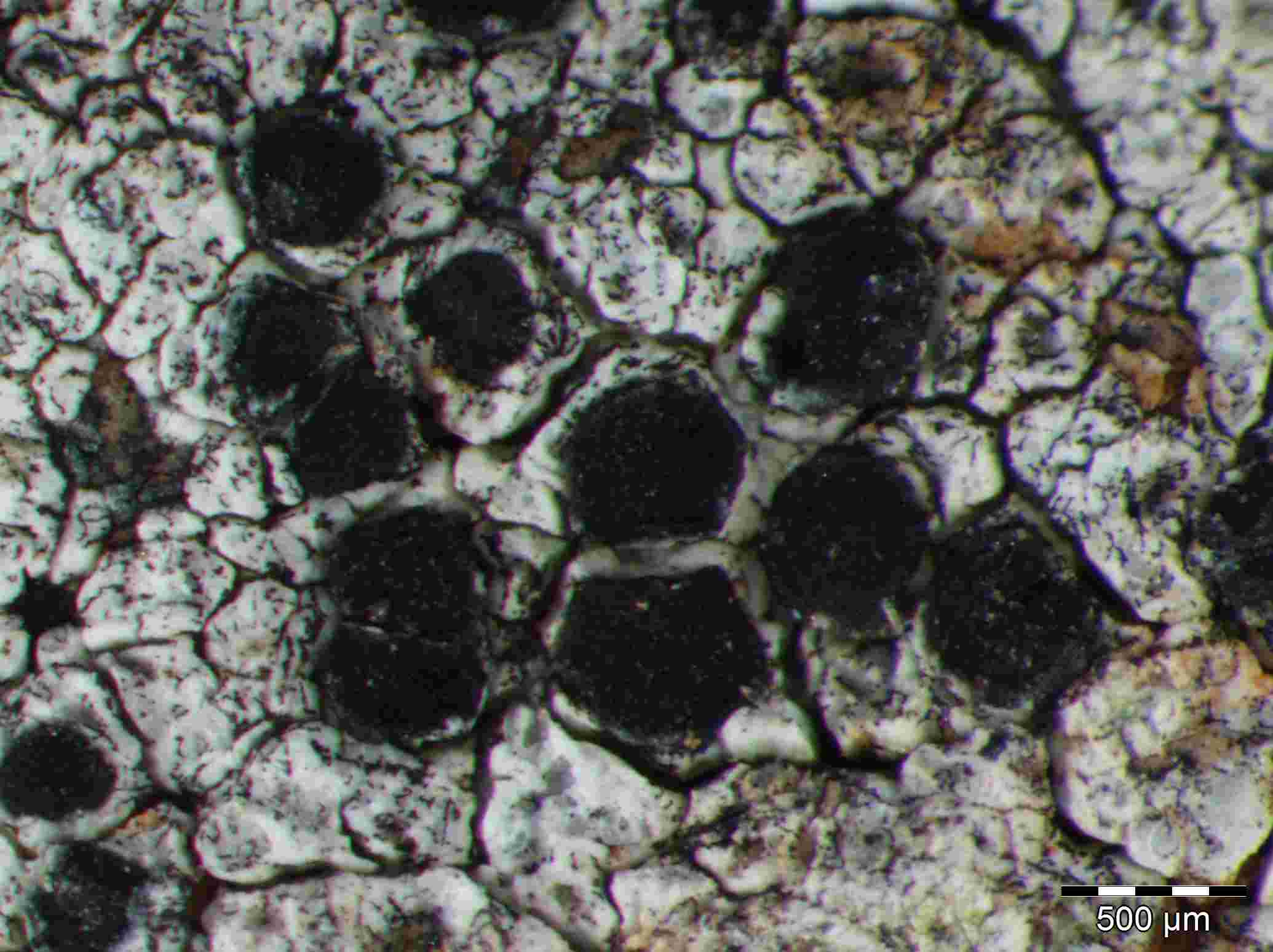[Lecanora oreinoides]