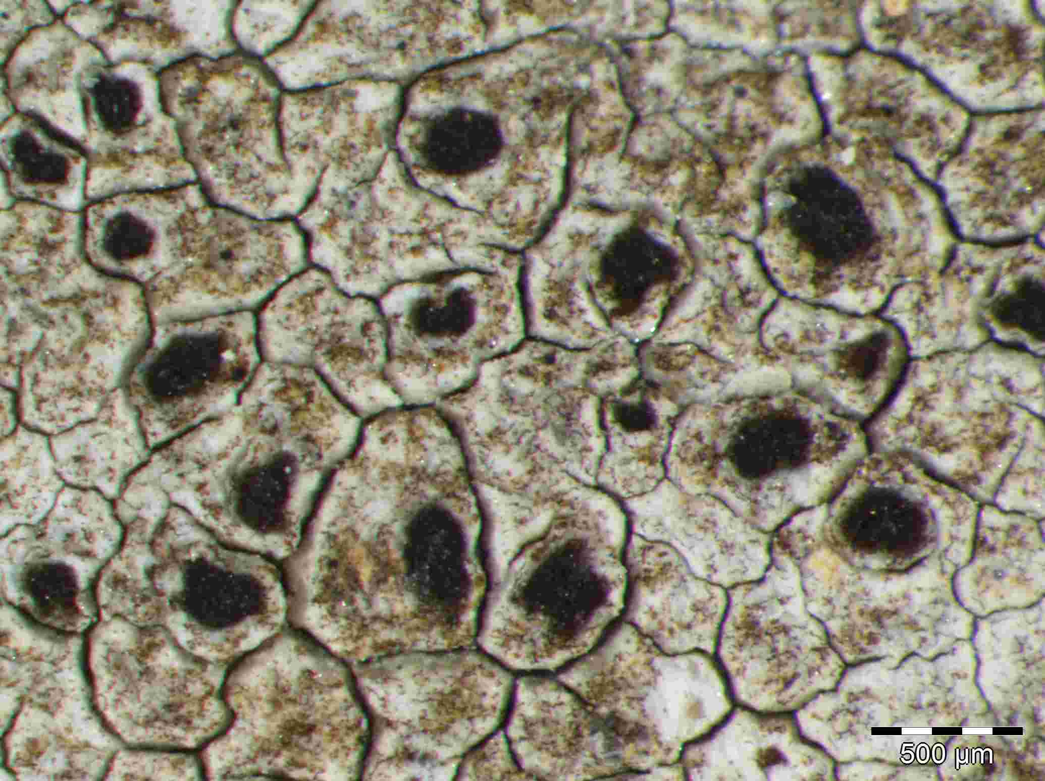 [Lecanora sp. 2]