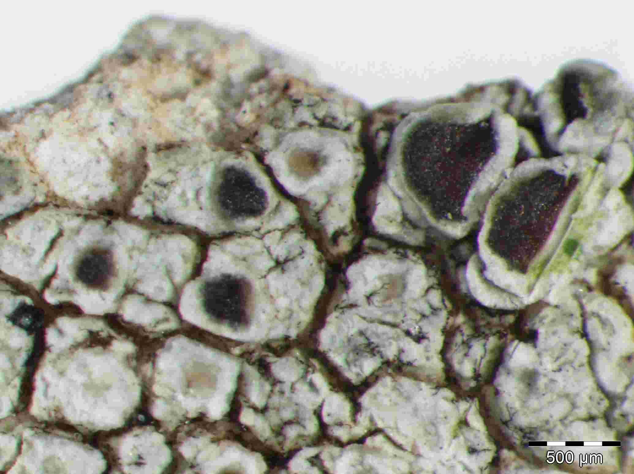 [Lecanora campestris]