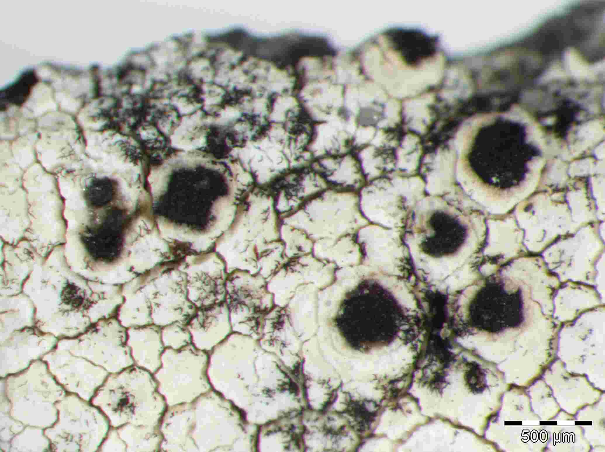 [Lecanora praepostera]