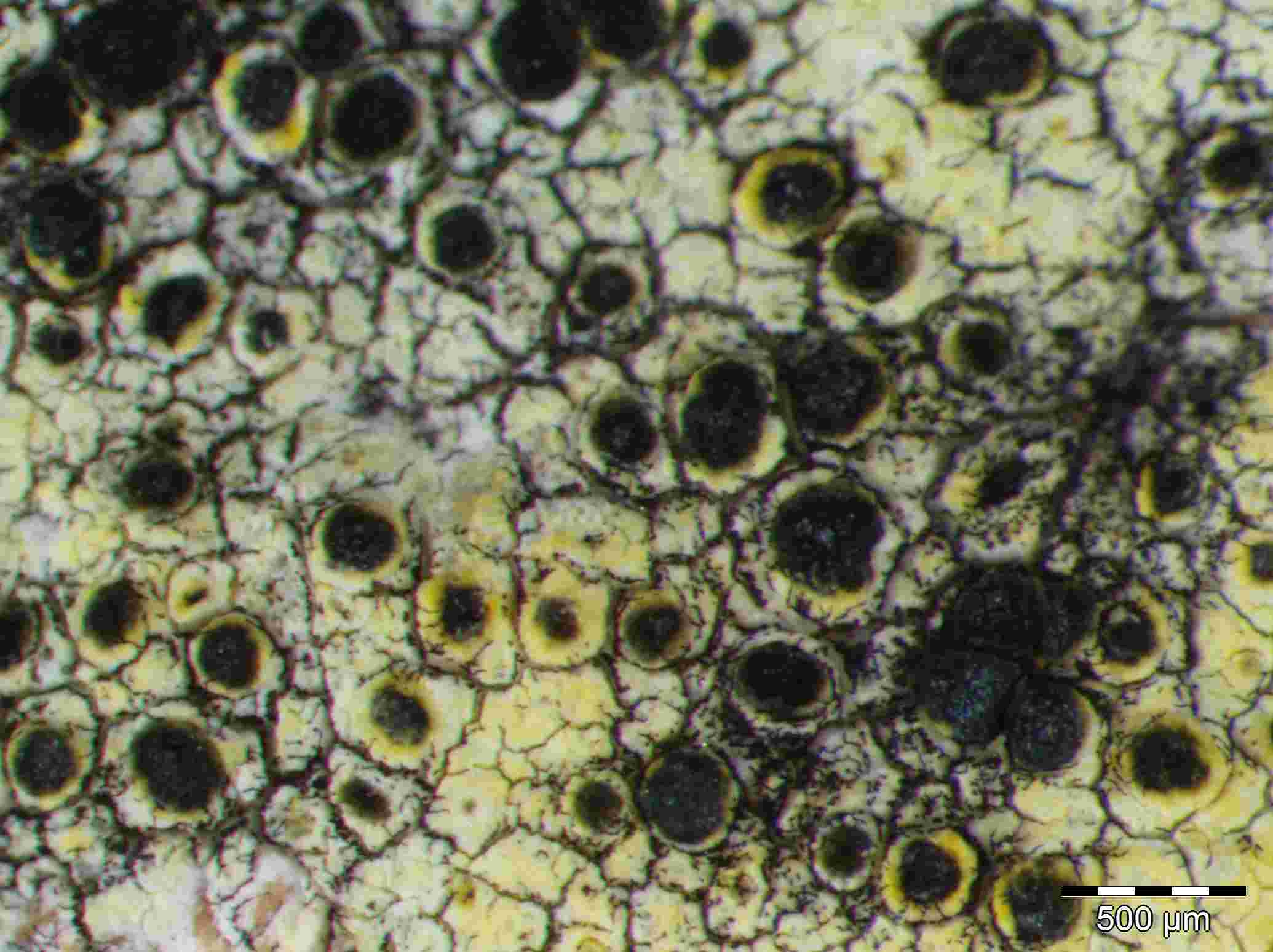[Lecanora sulphurella]
