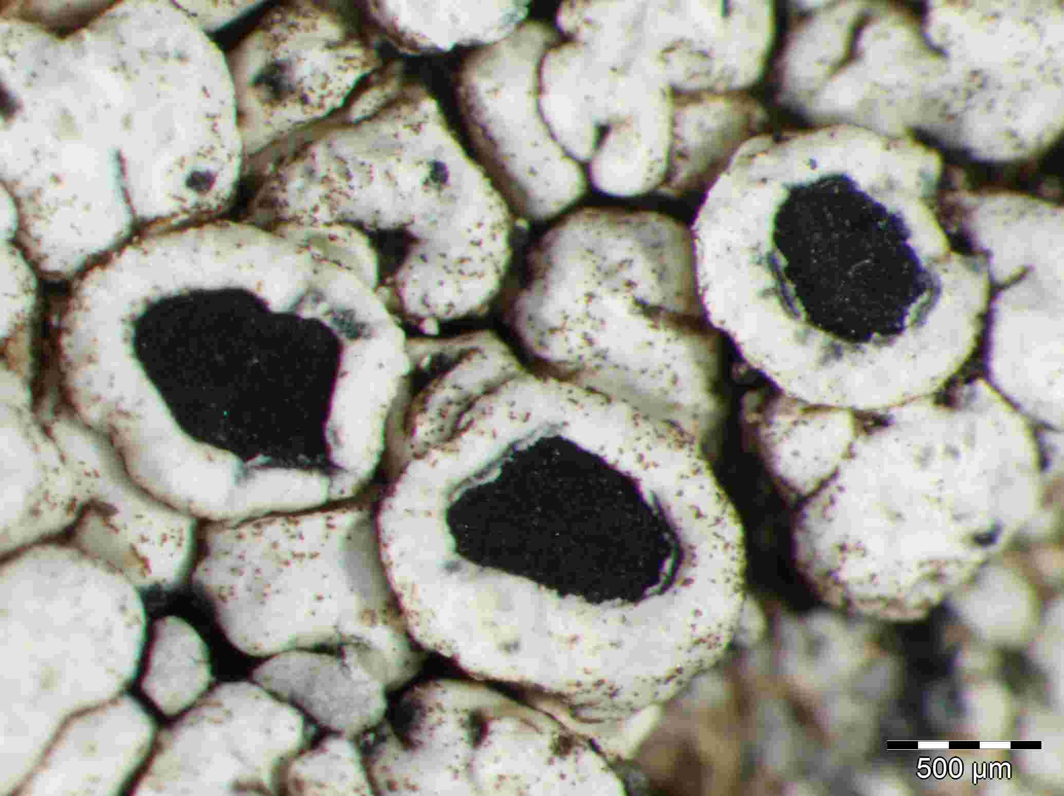 [Lecanora (Pseudotephromela)]