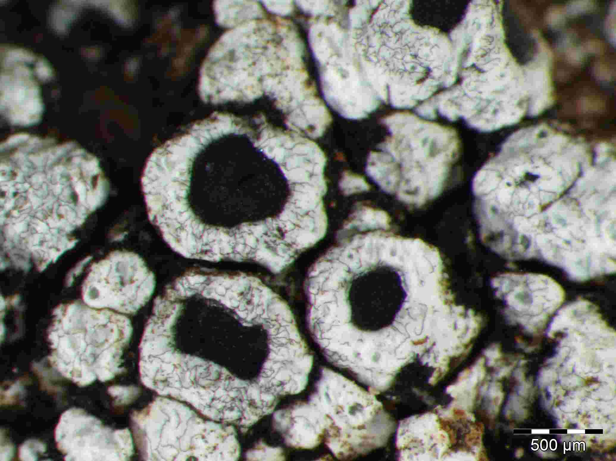 [Lecanora (Pseudotephromela)]